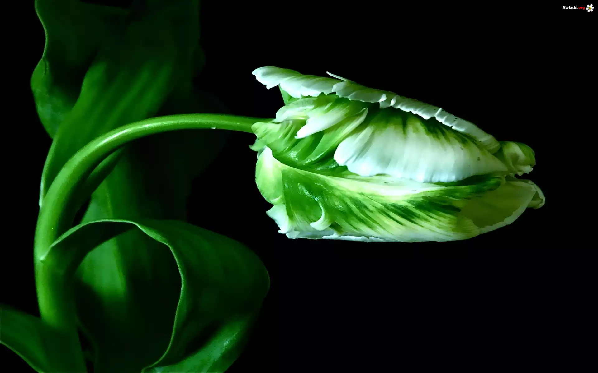 Zielony, Tulipan, Łodyżka