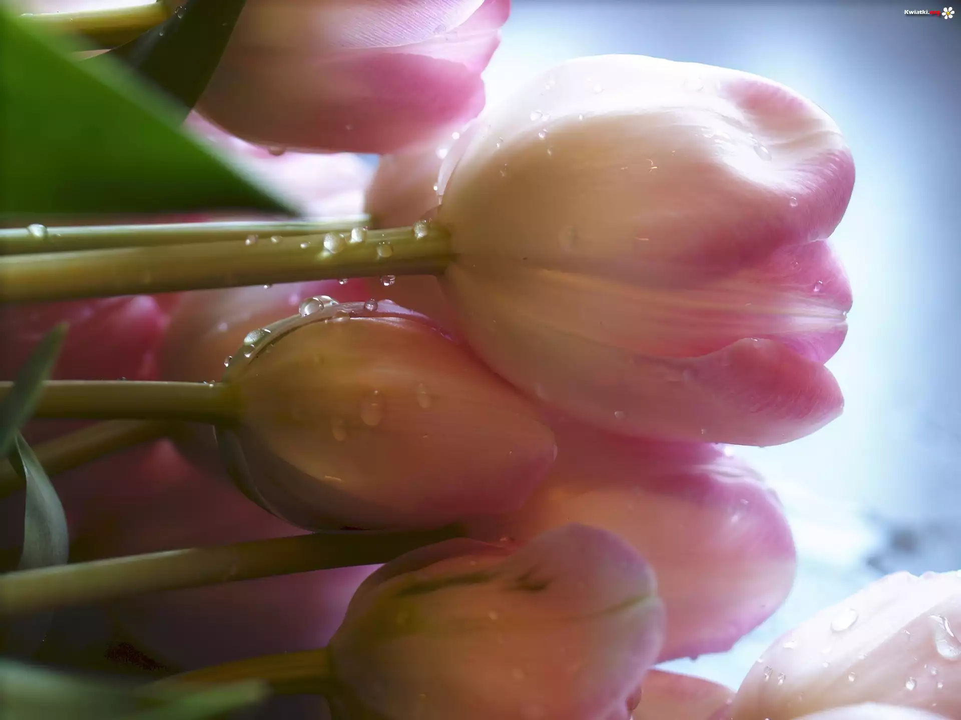 Wiązanka, Tulipanów, Rosa