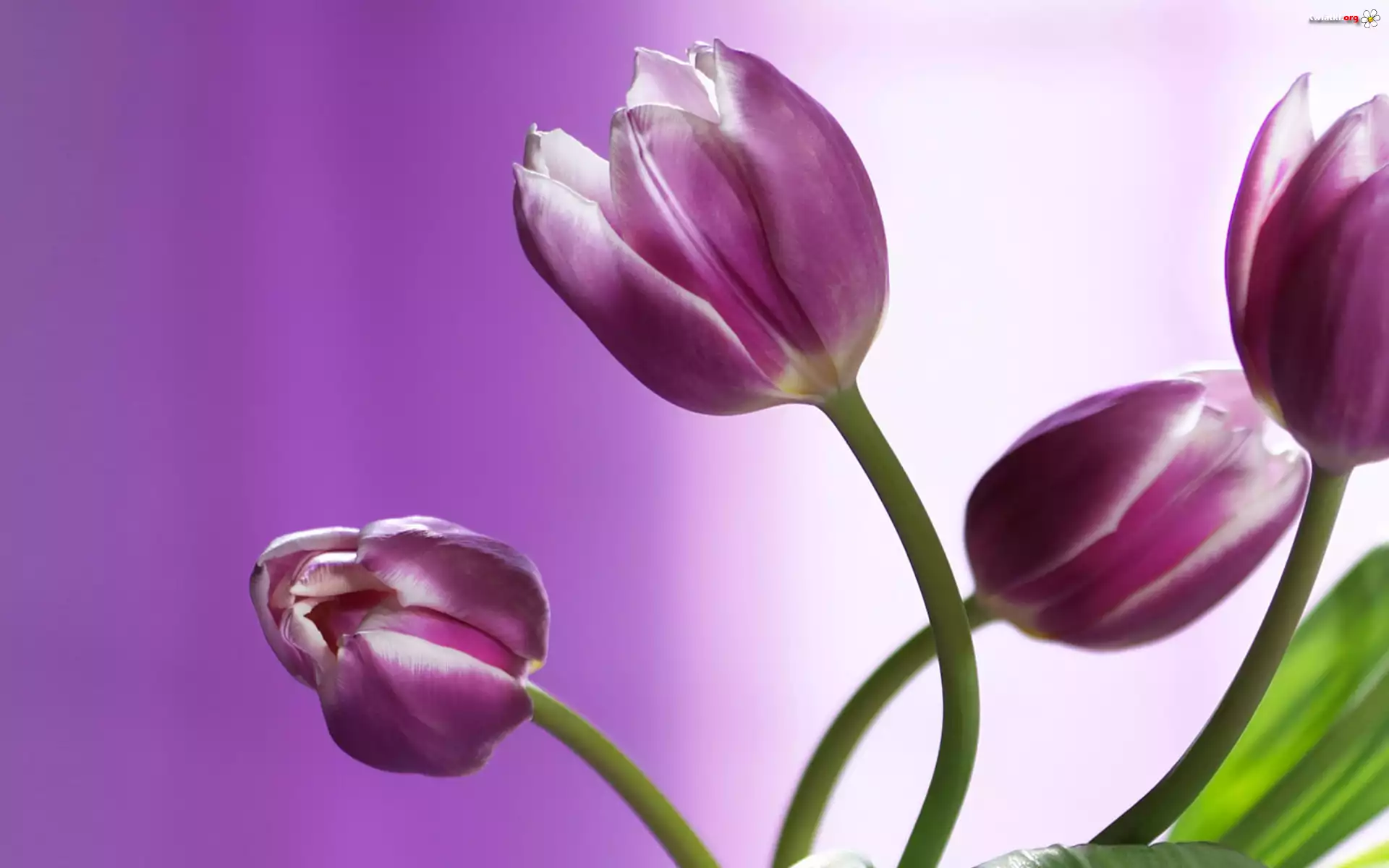 Tulipany
