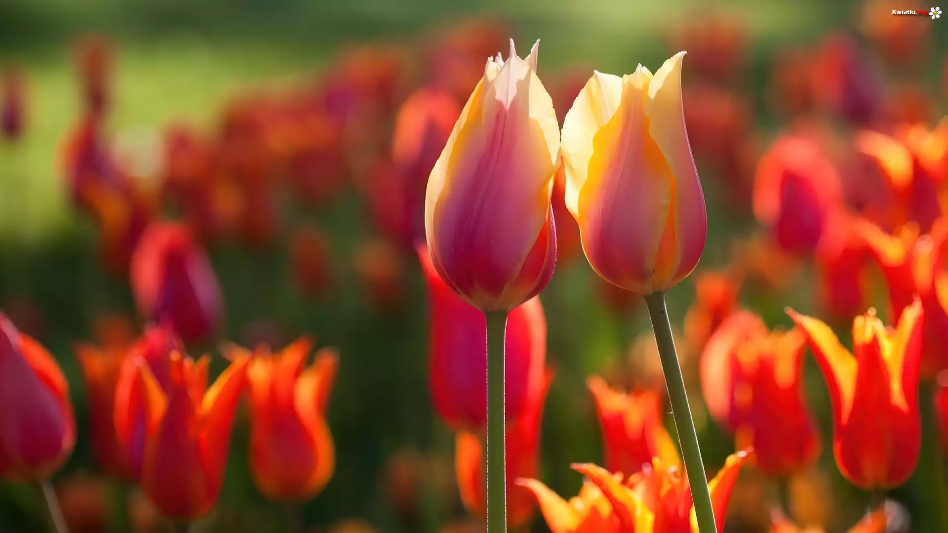 Tulipany