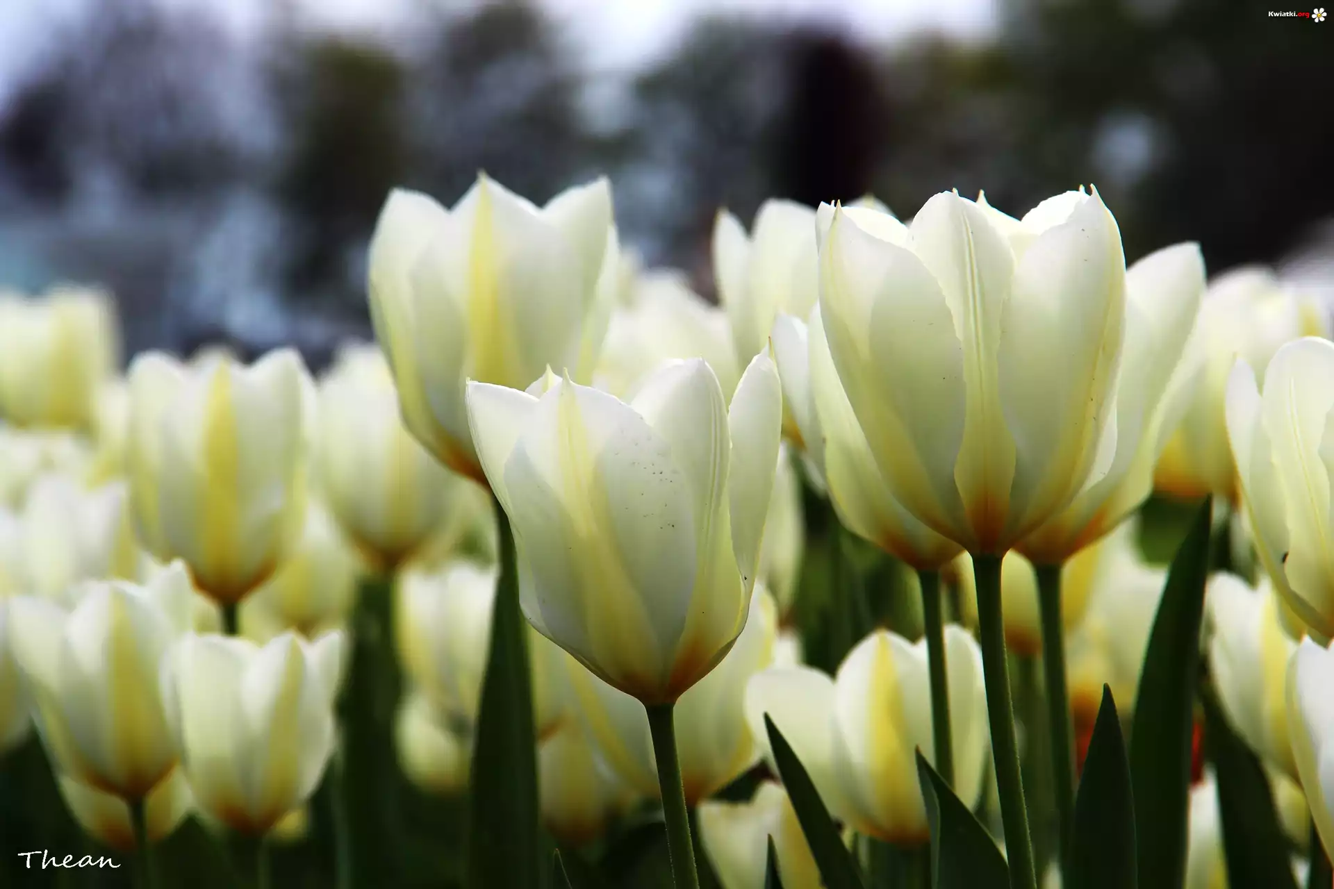Tulipany