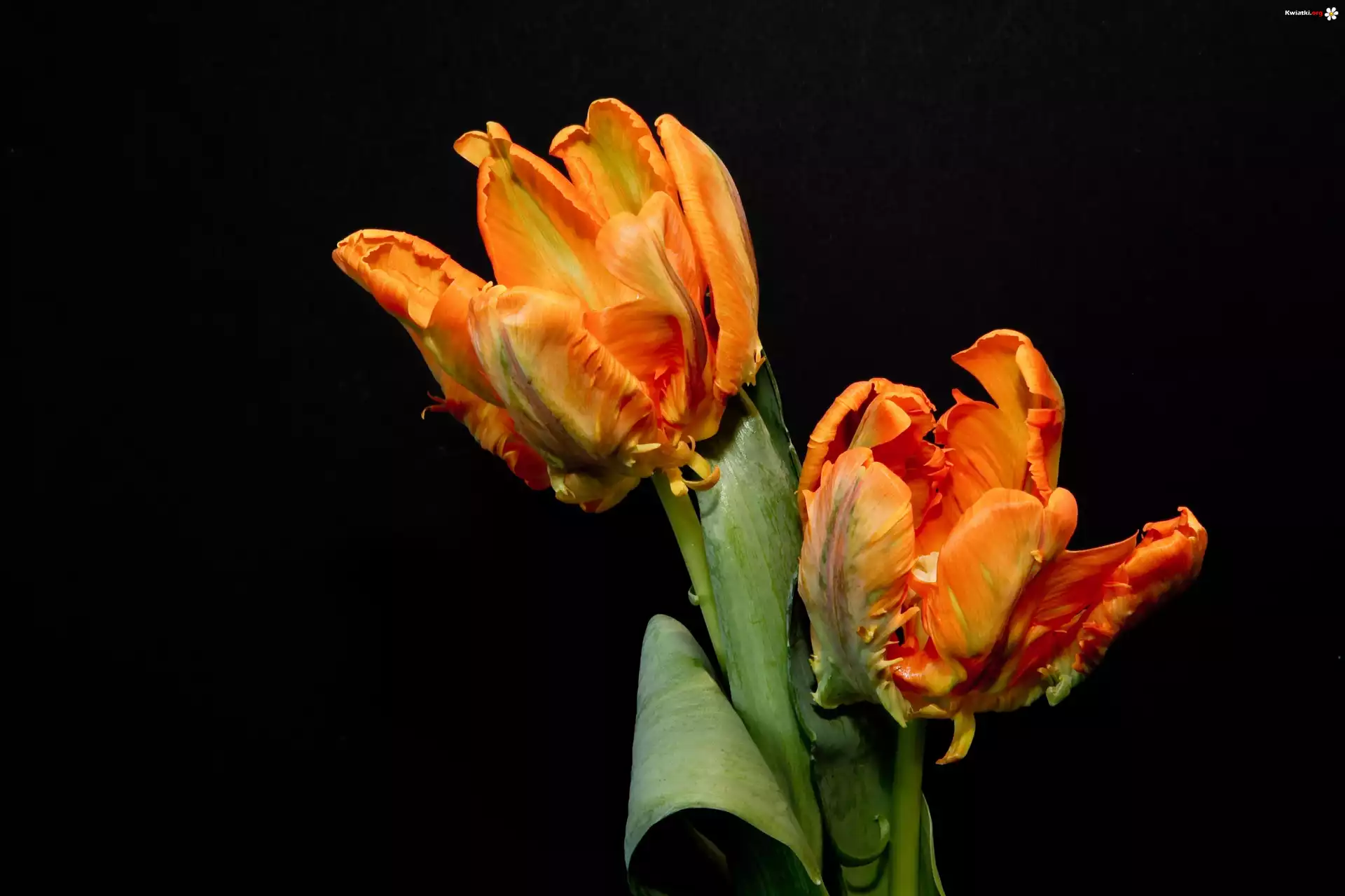 Tulipany