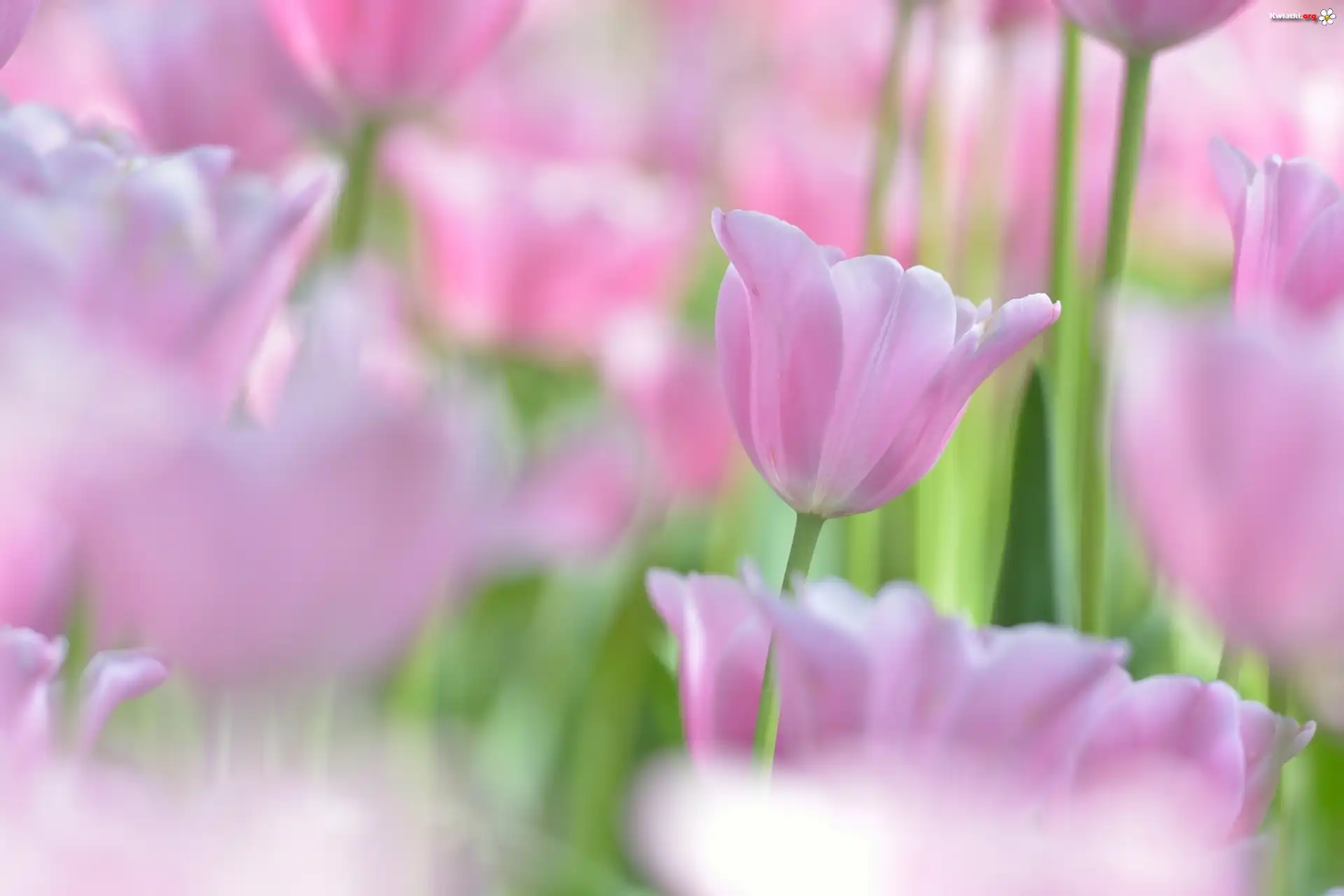 Tulipany