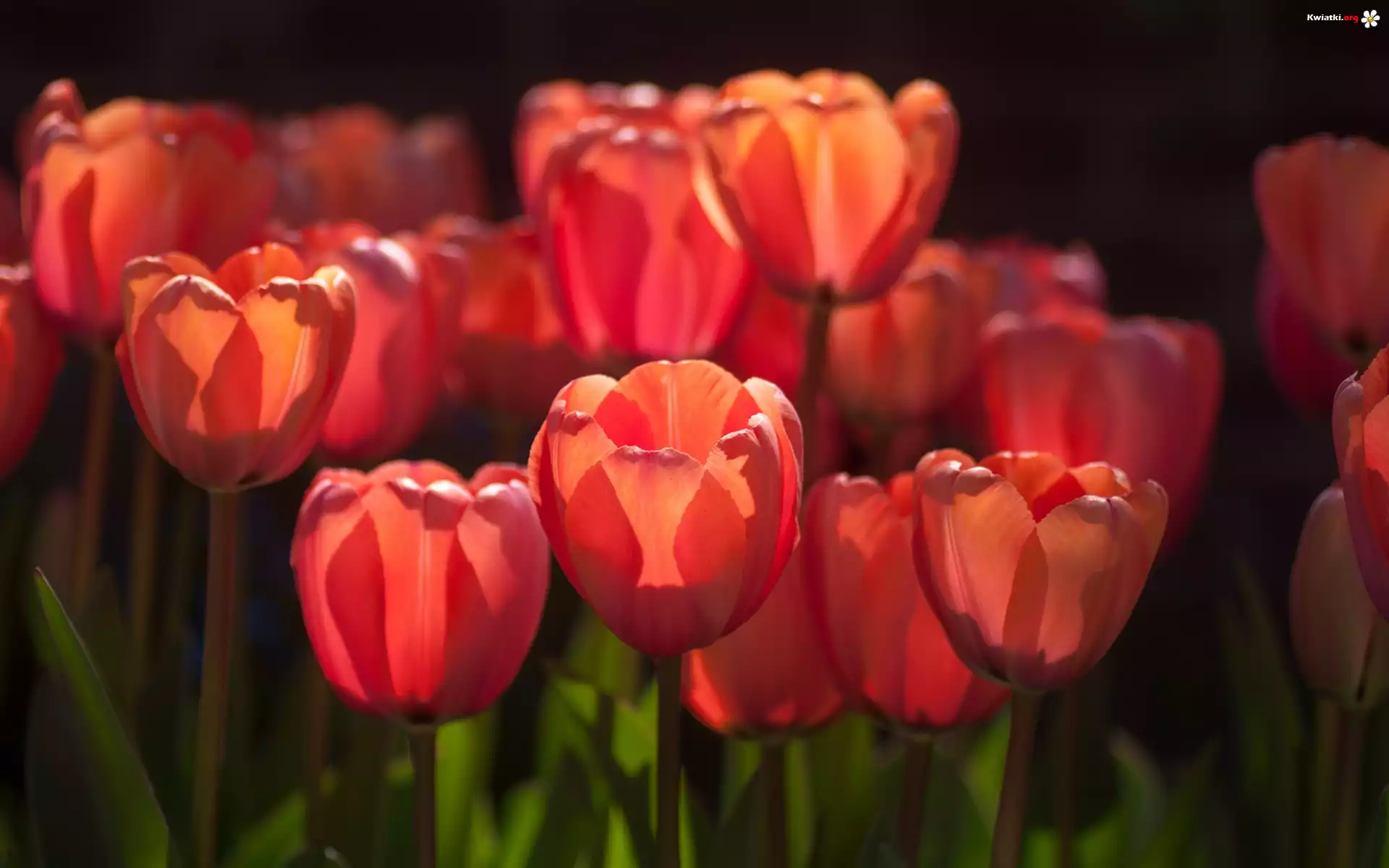 Tulipany