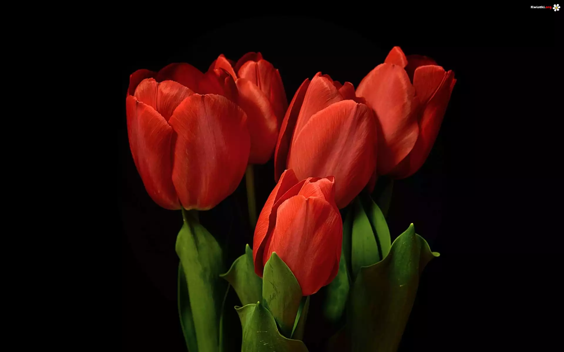 Tulipany