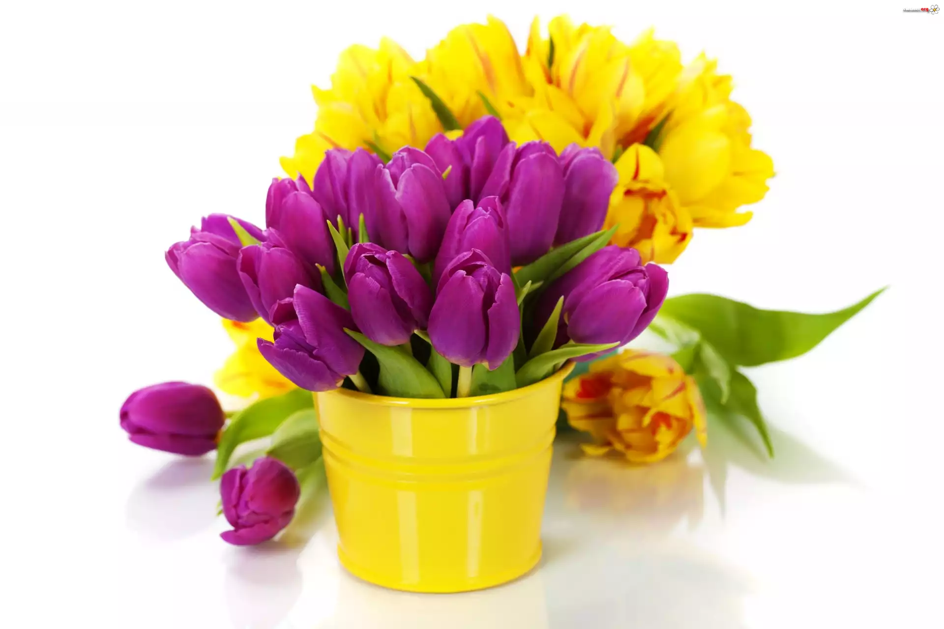 Tulipany