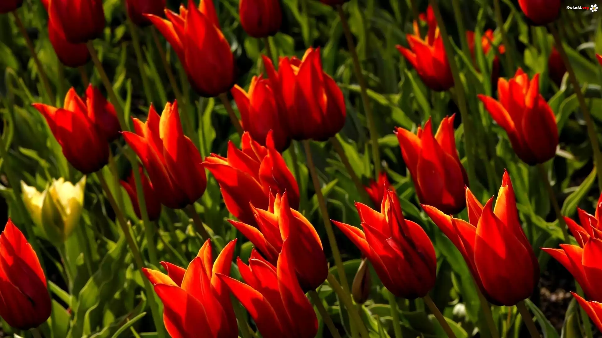 Tulipany