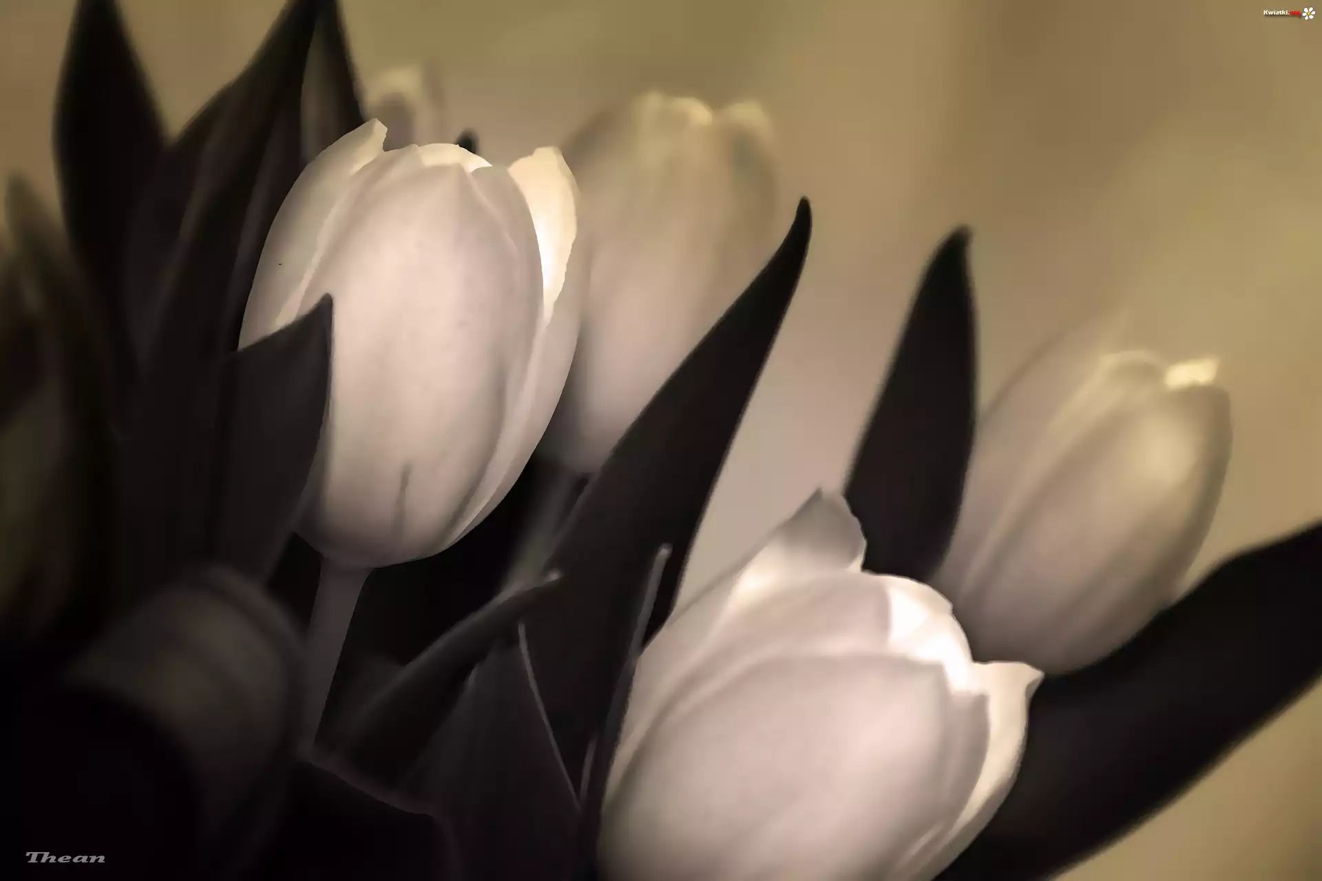 Tulipany