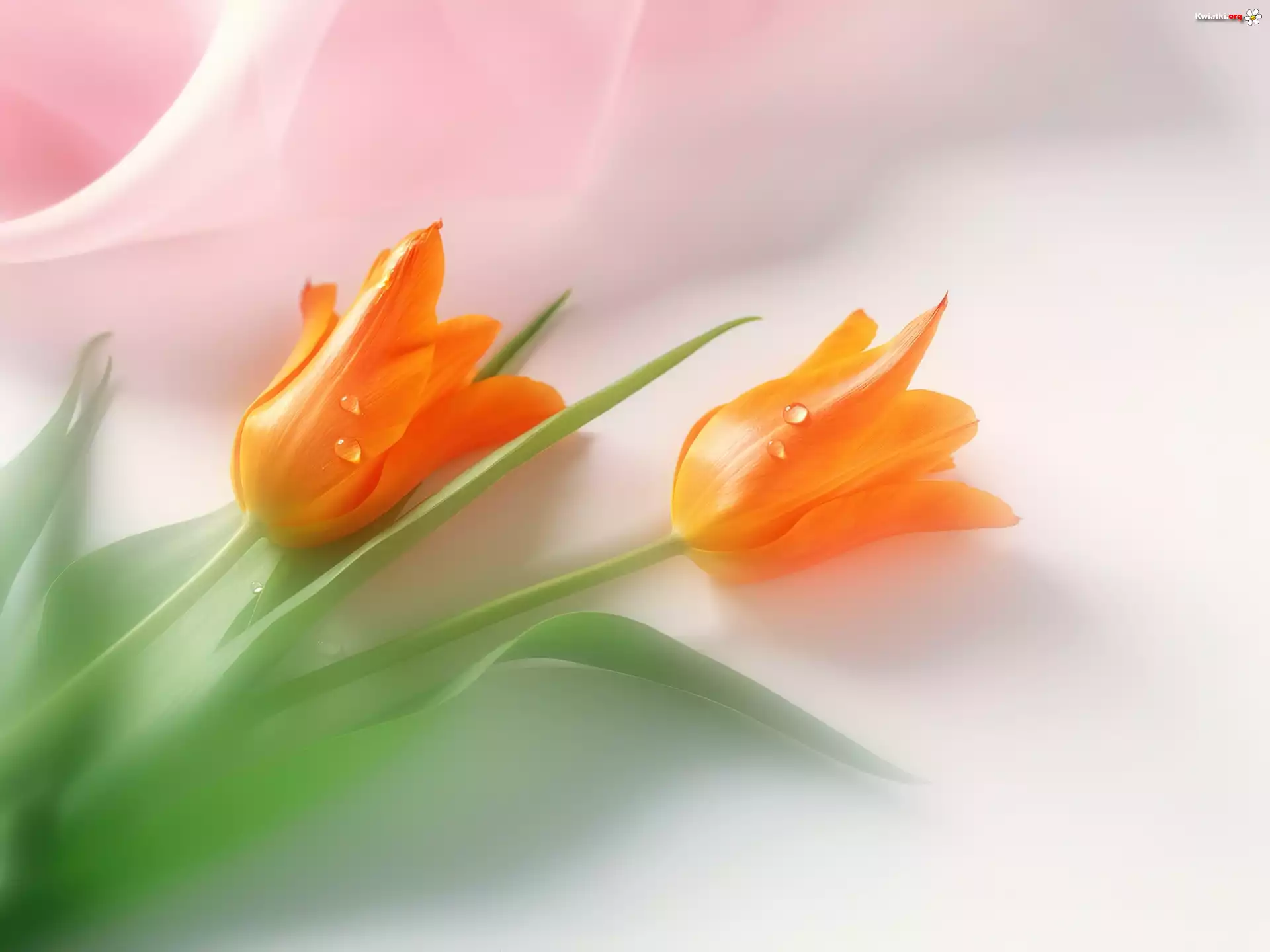 Tulipany