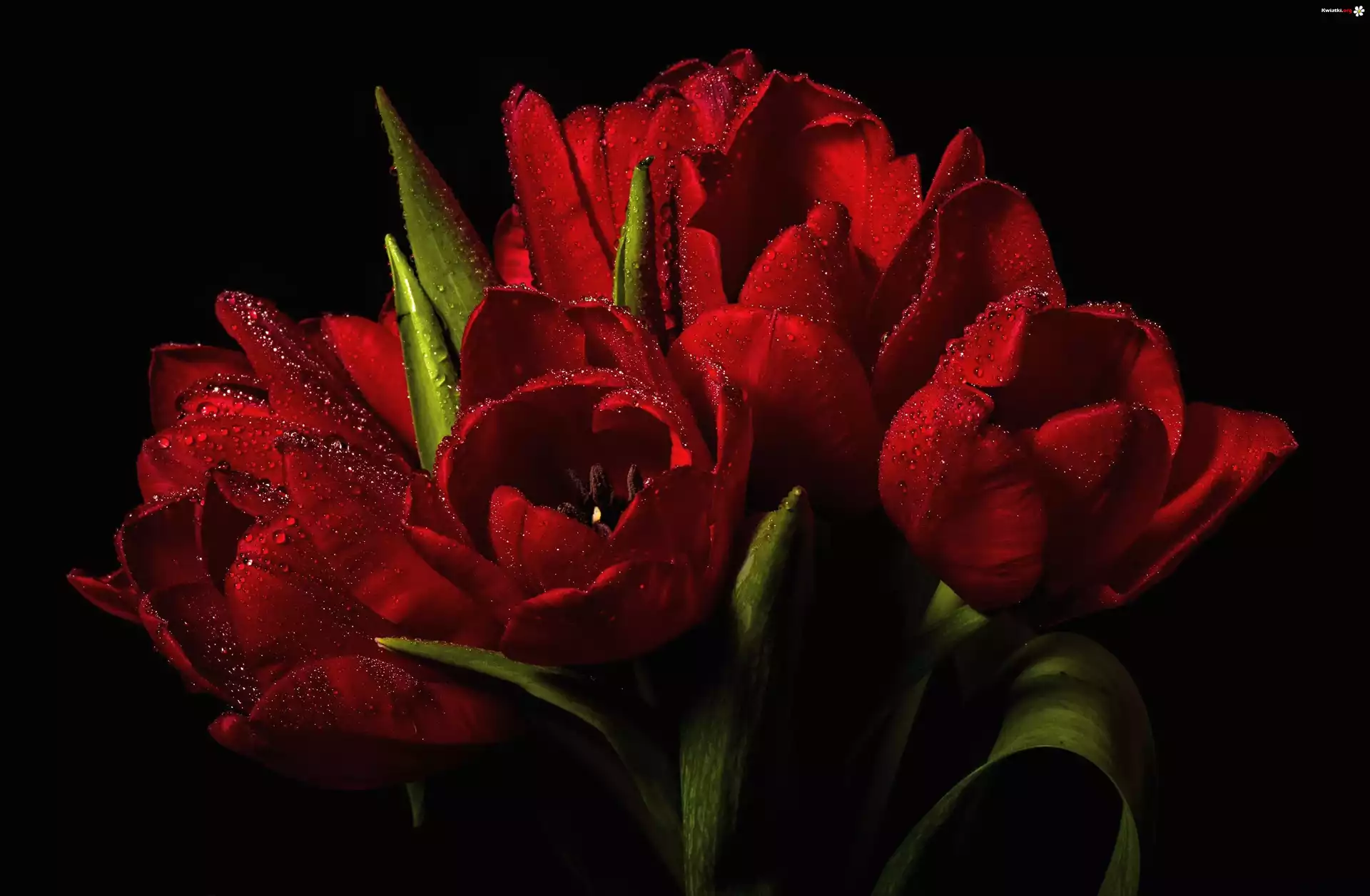 Tulipany