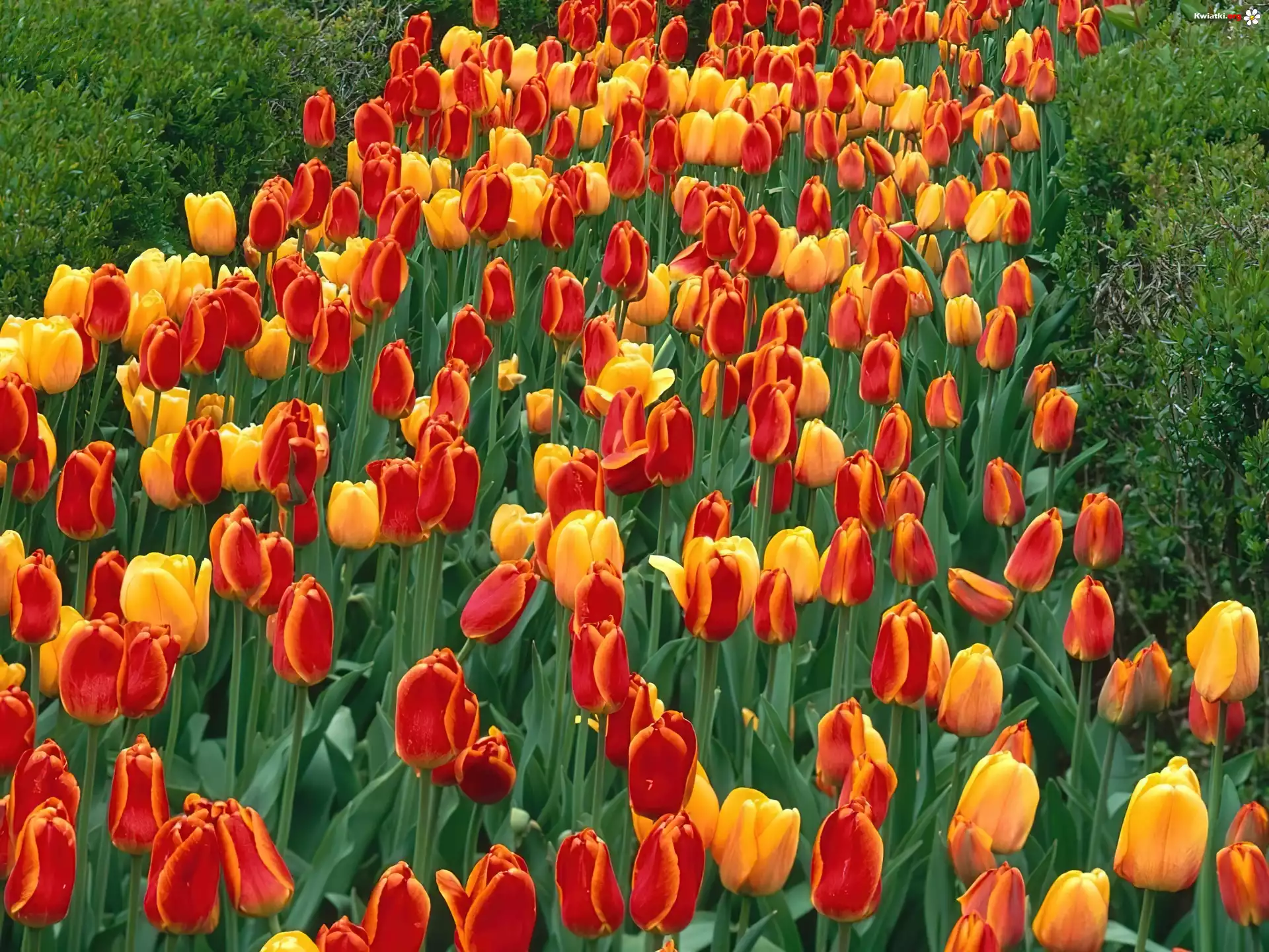 Tulipany