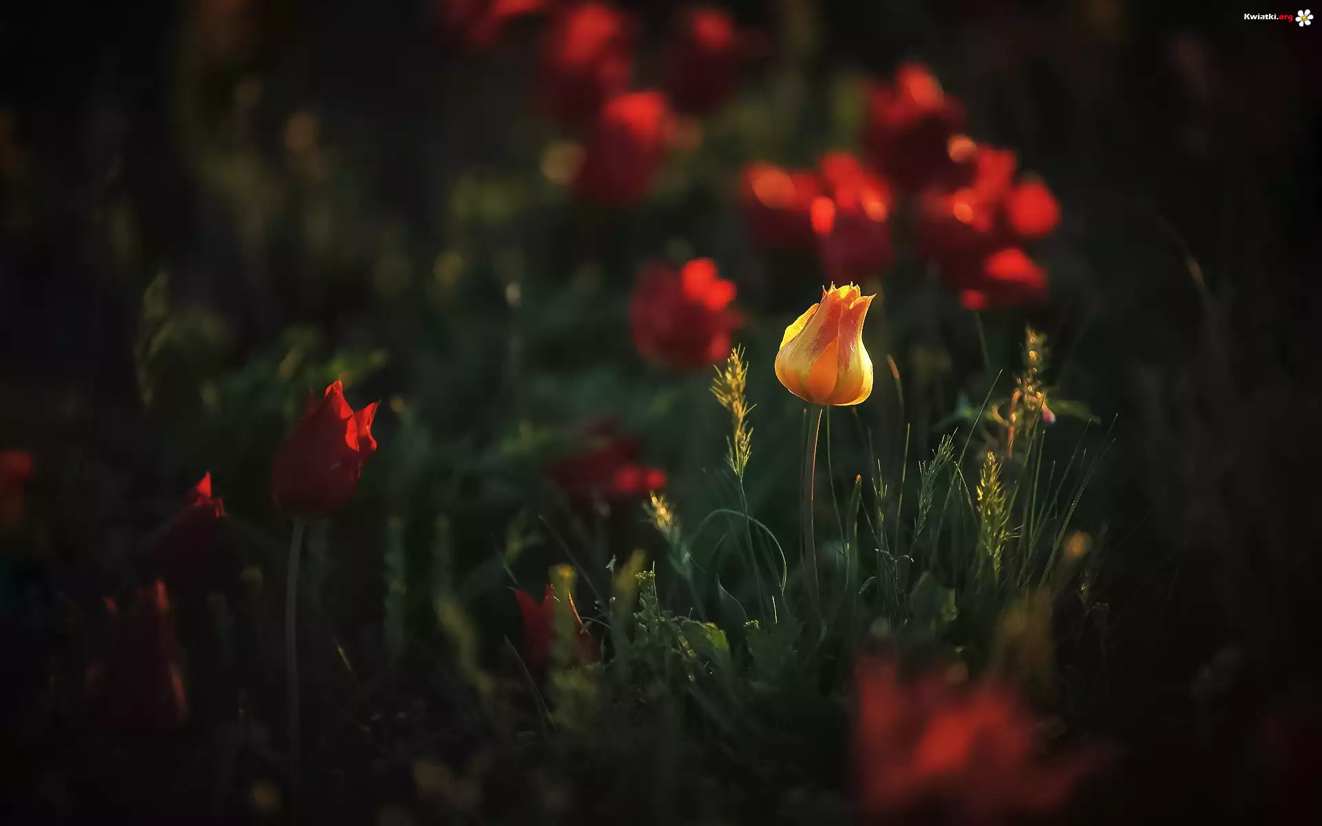 Łąka, Tulipany, Rośliny