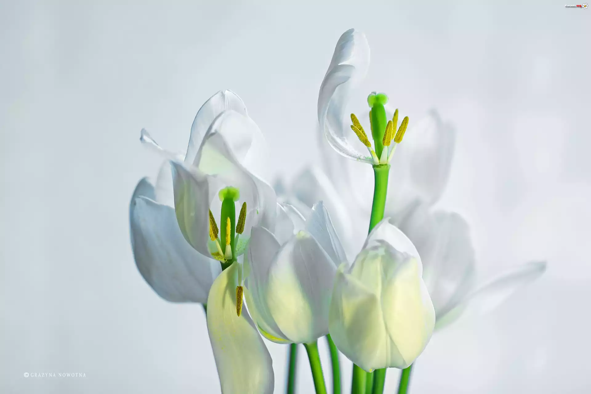 Białe, Tulipany, Kwiaty