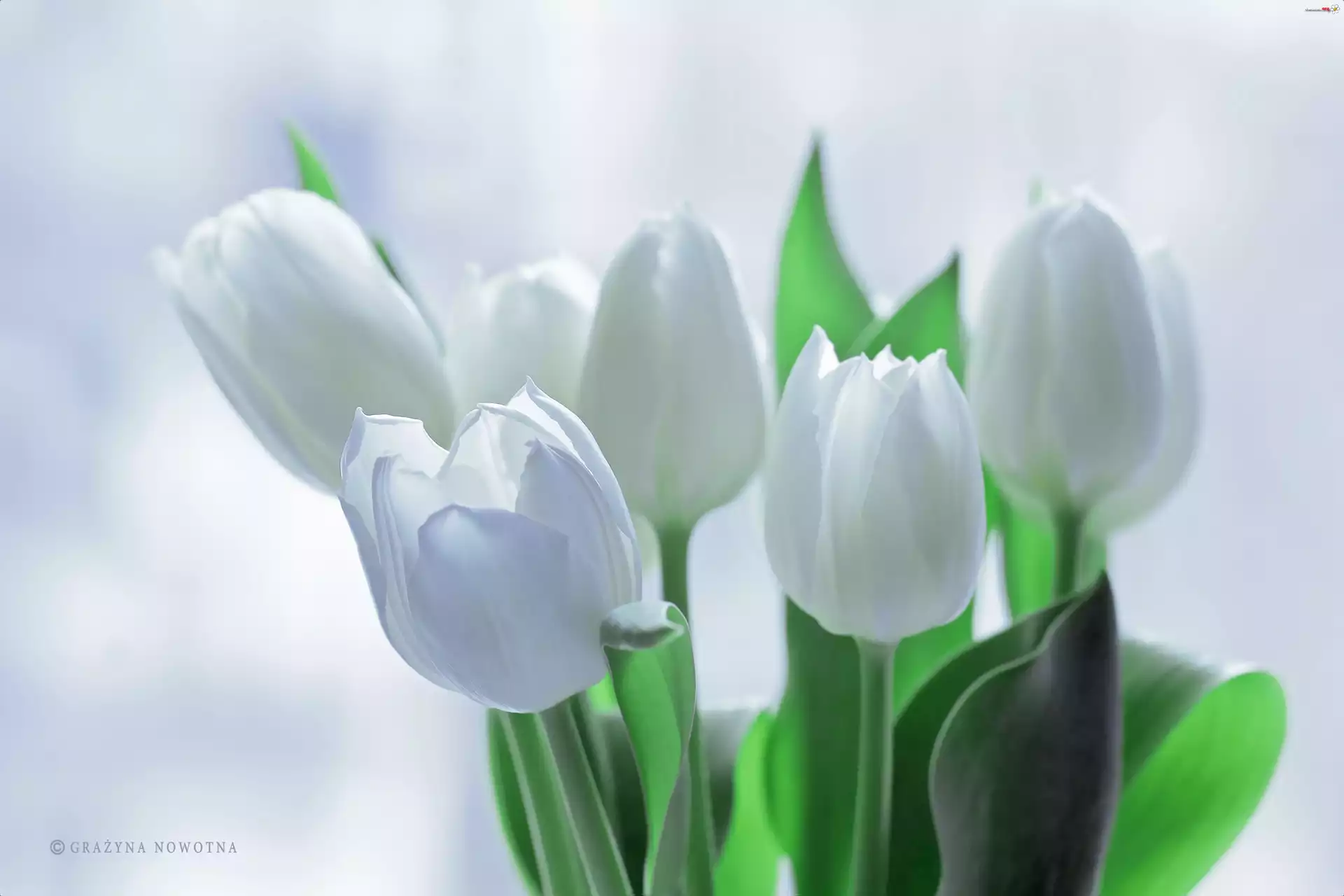 Białe, Tulipany, Kwiaty