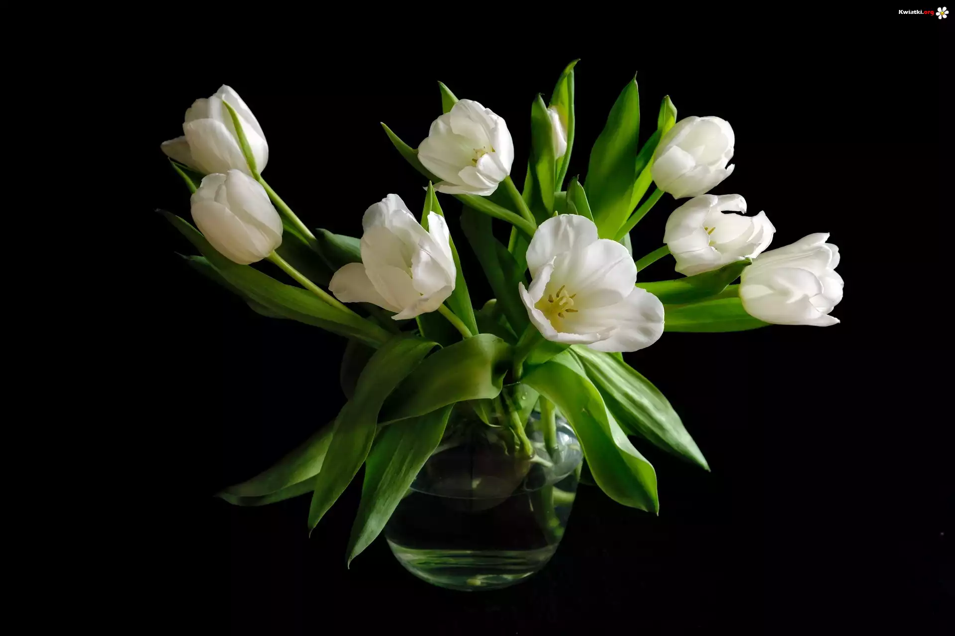 Białe, Tulipany, Wazon