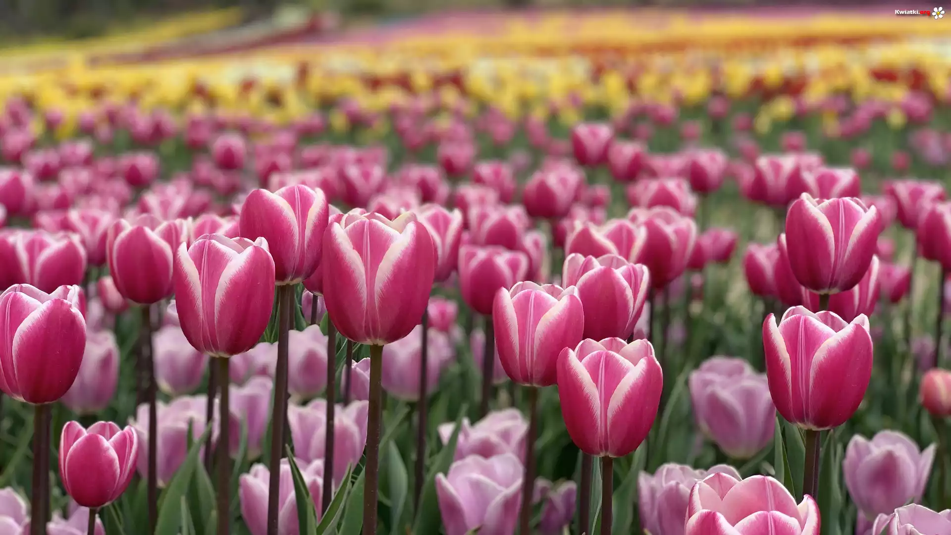 Białoróżowe, Tulipany, Pole