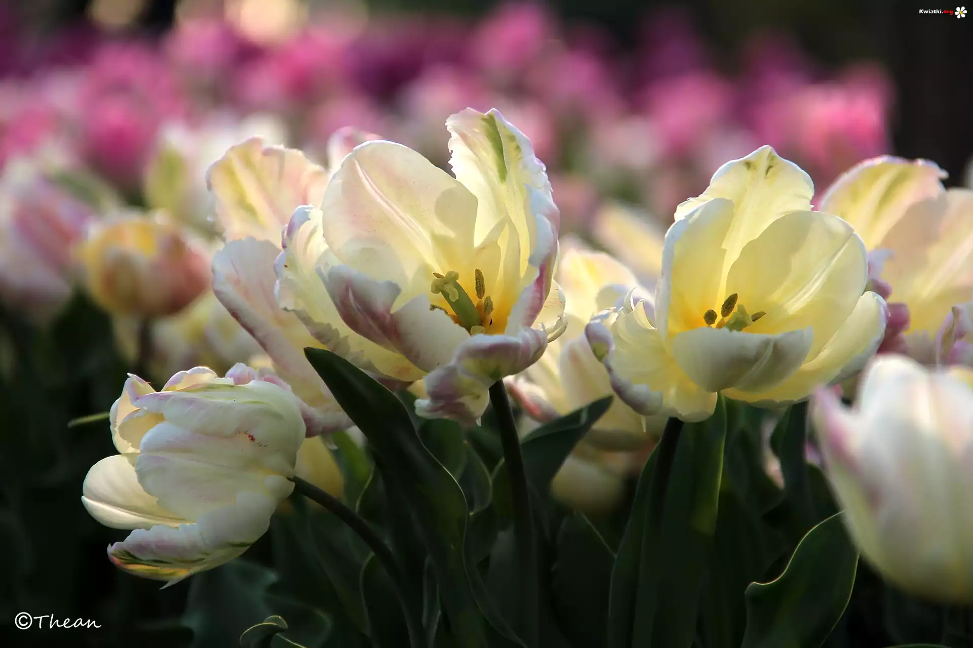 Białoróżowe, Tulipany, Pręciki