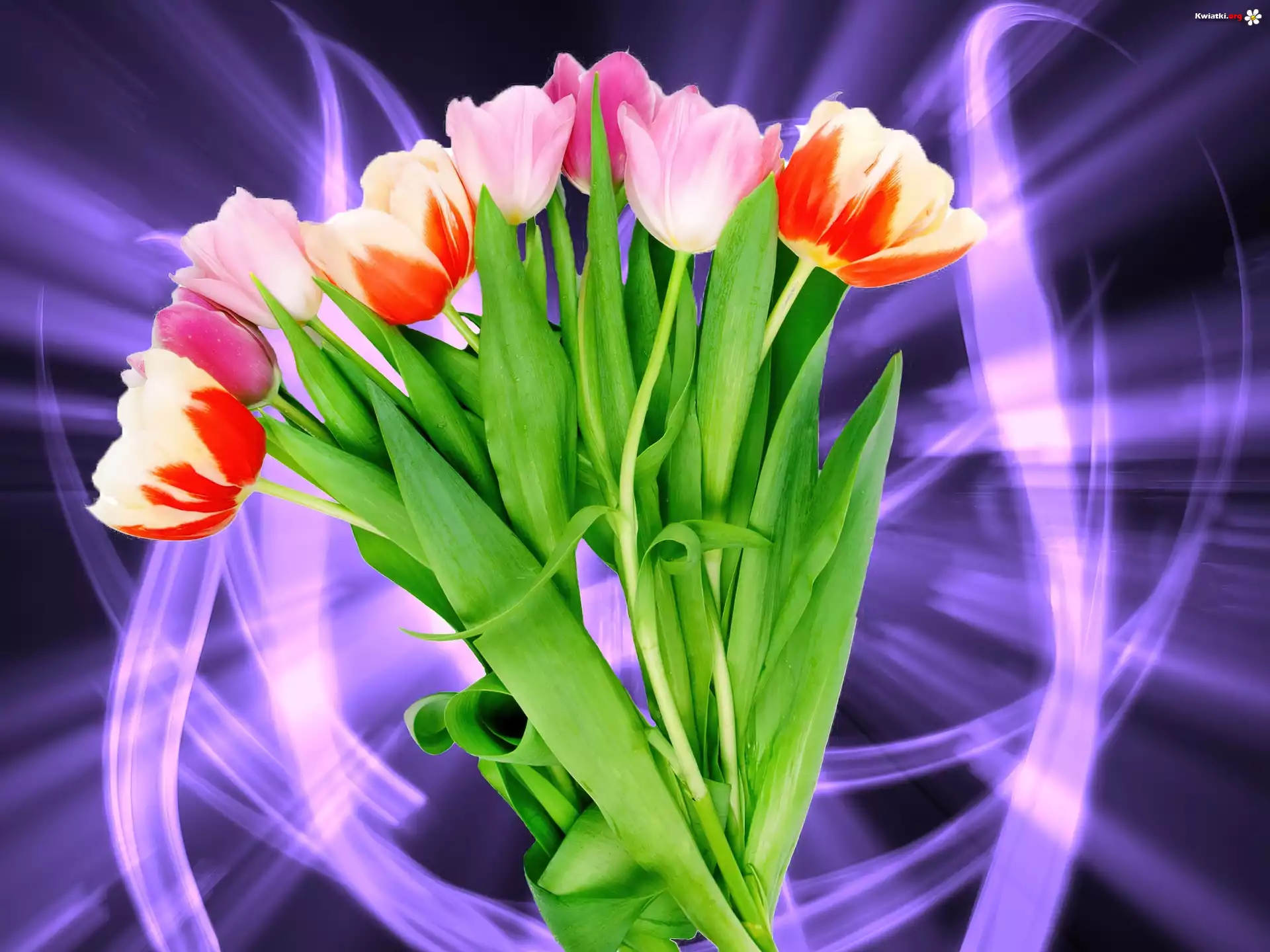 Tulipany, Bukiet