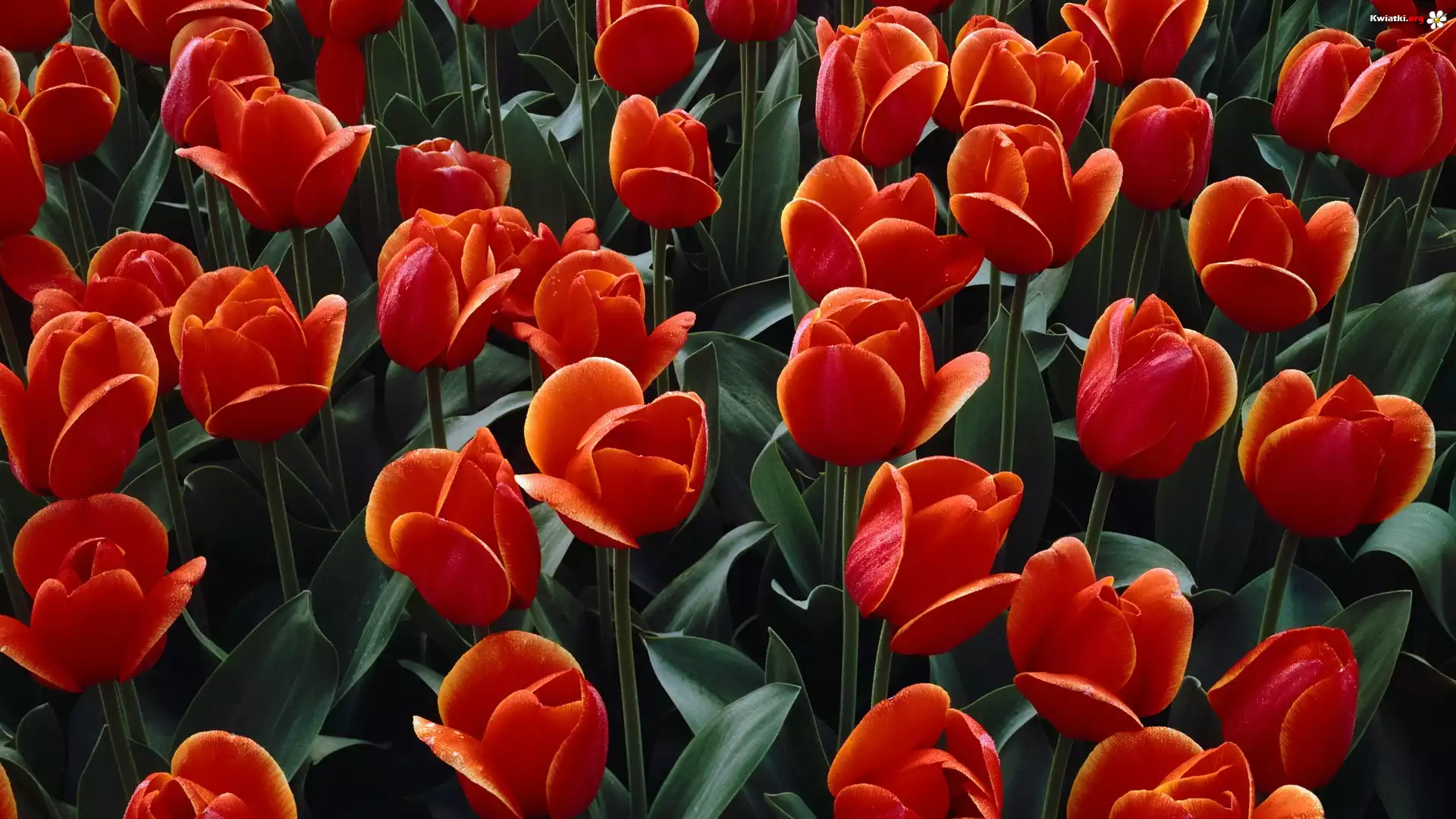Tulipany, Czerwone