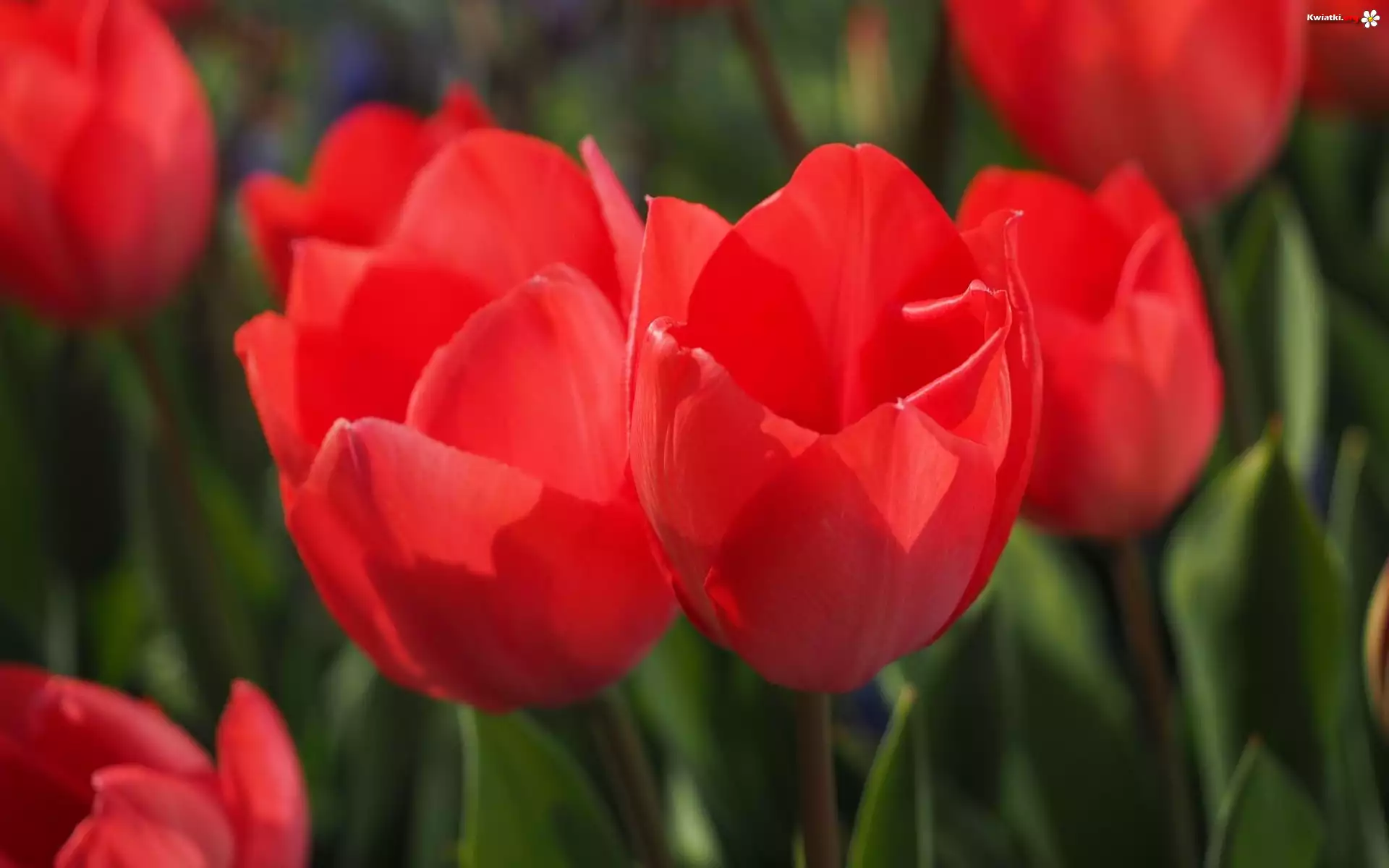 Tulipany, Czerwone