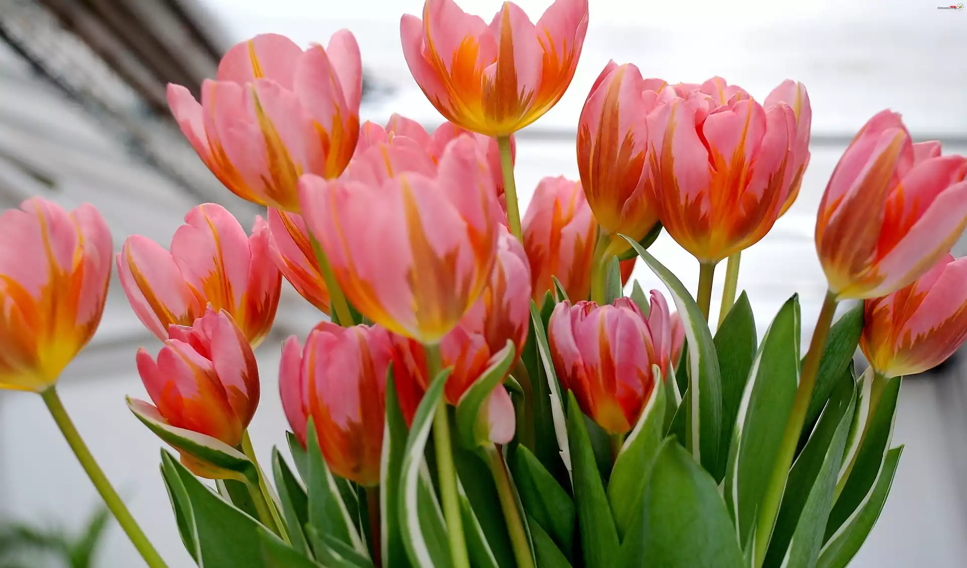 Tulipany, Czerwone