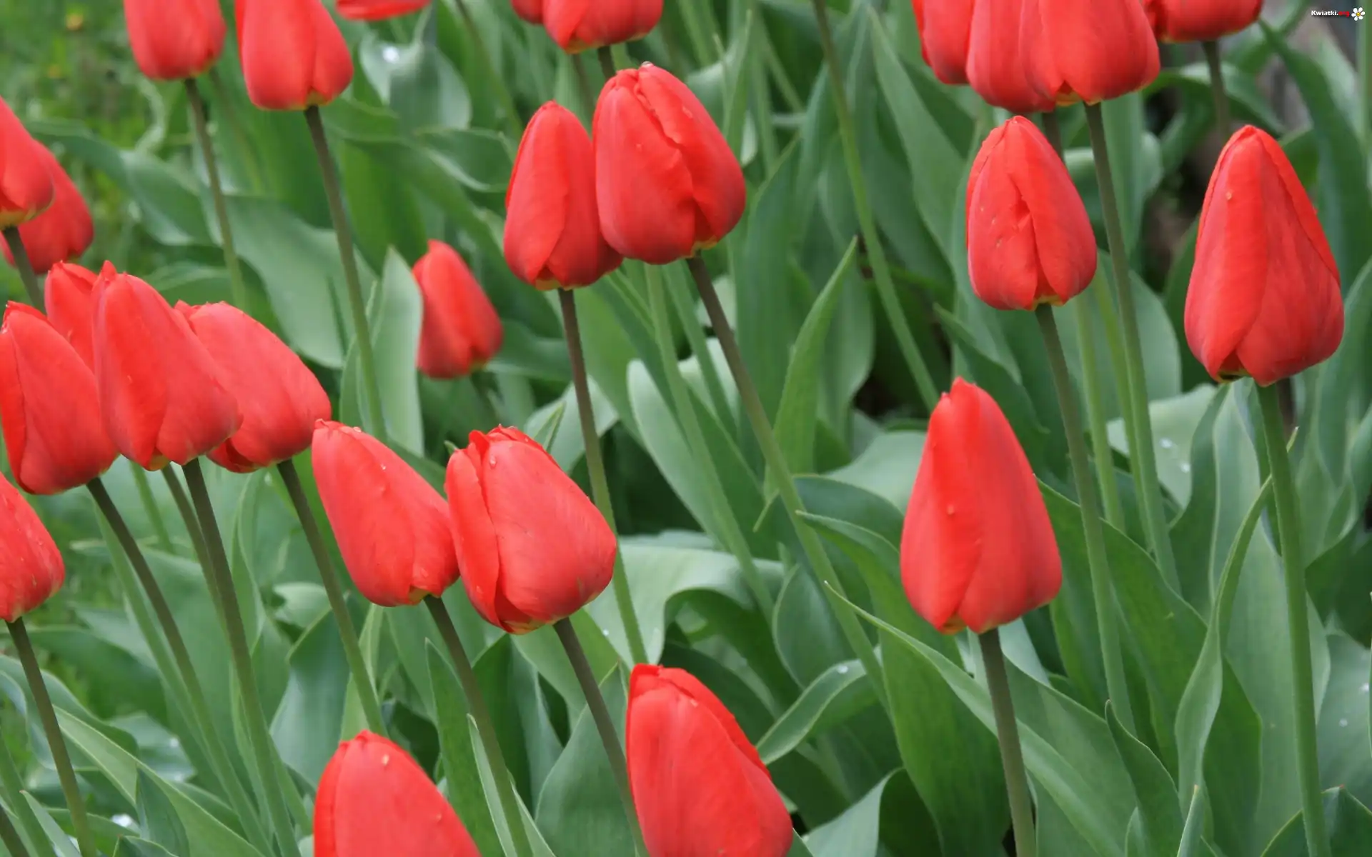 Tulipany, Czerwone