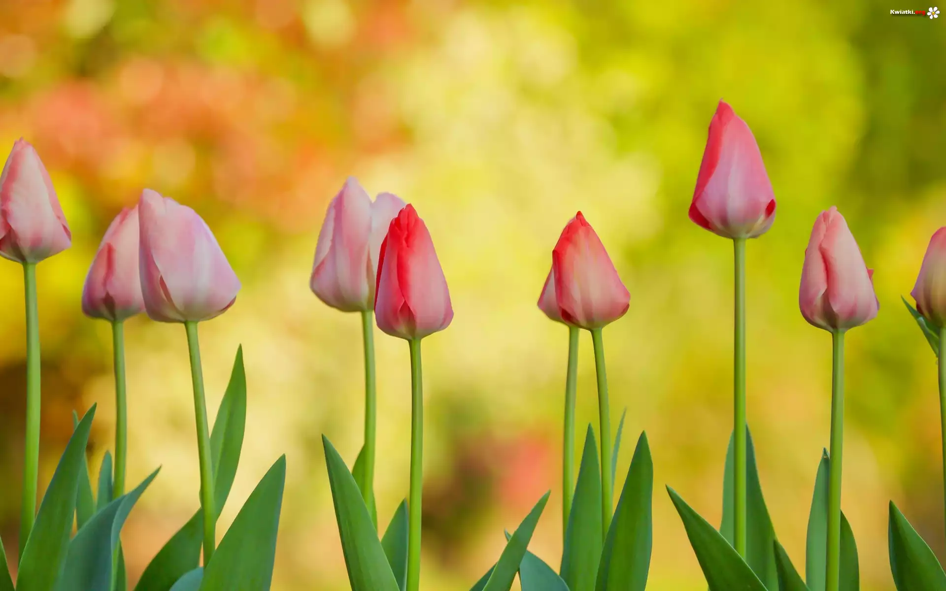 Tulipany, Czerwone