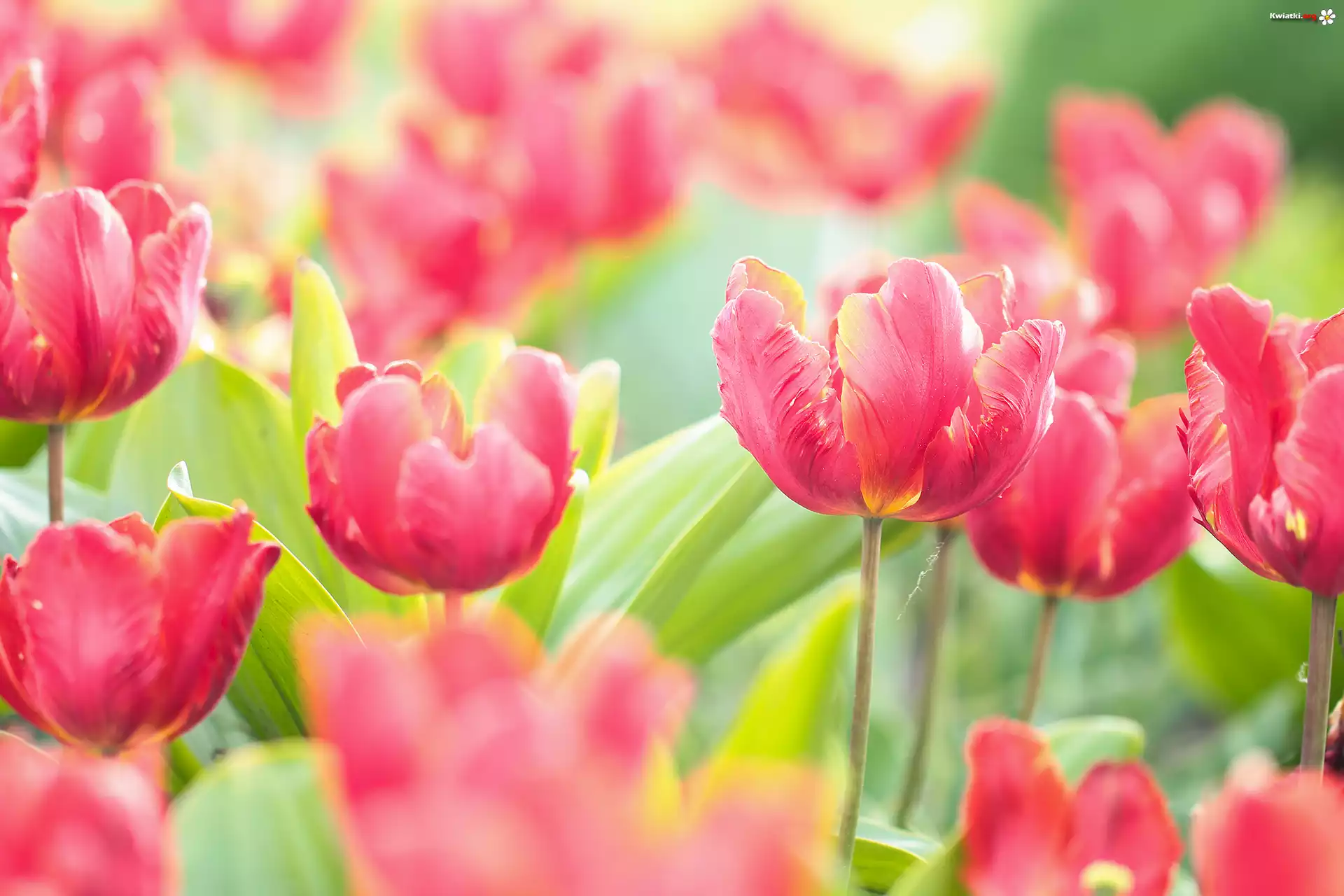 Czerwone, Tulipany, Kwiaty