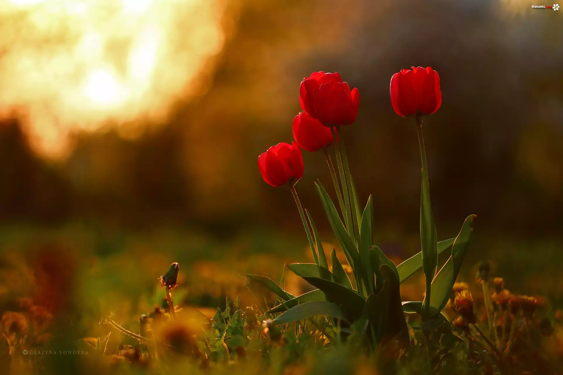 Czerwone, Tulipany, Kwiaty