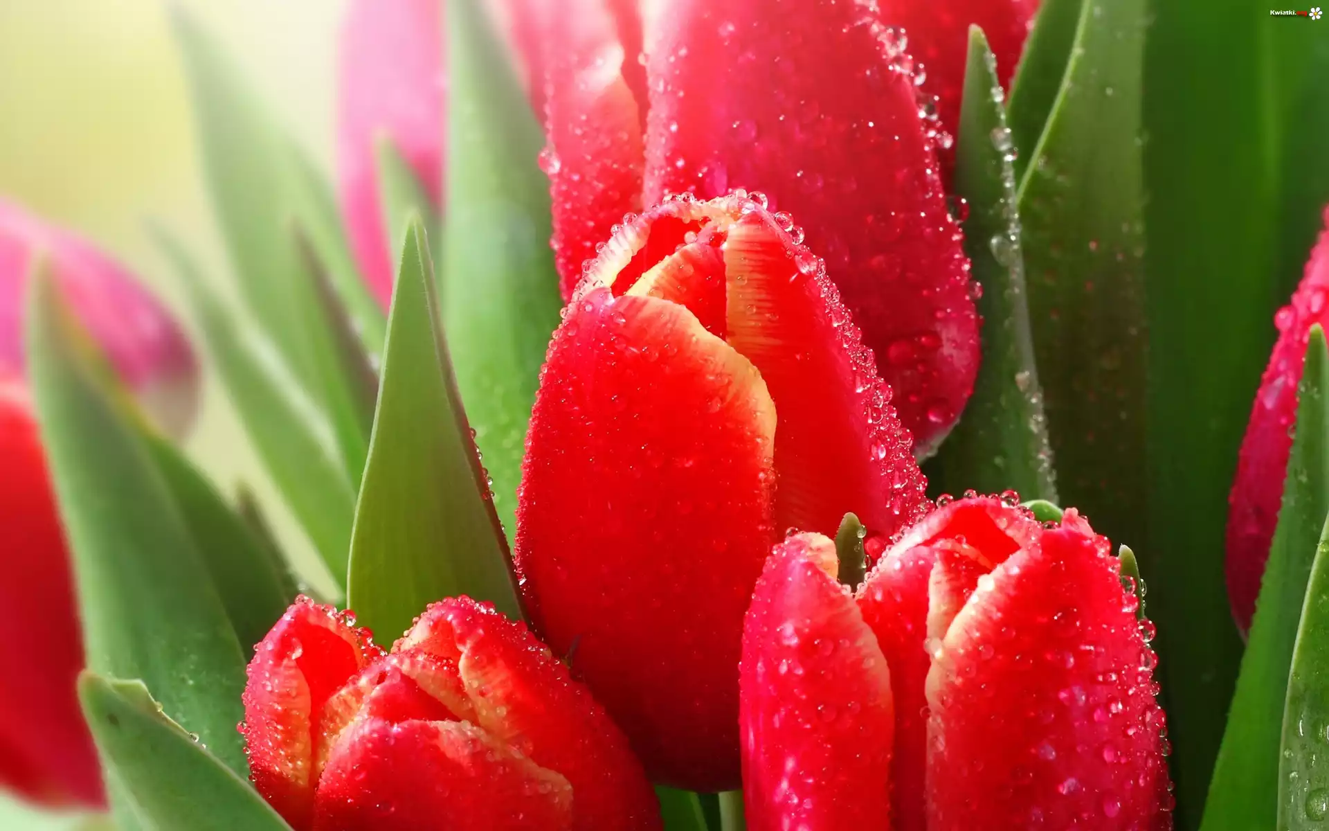 Czerwone, Tulipany, Rosa