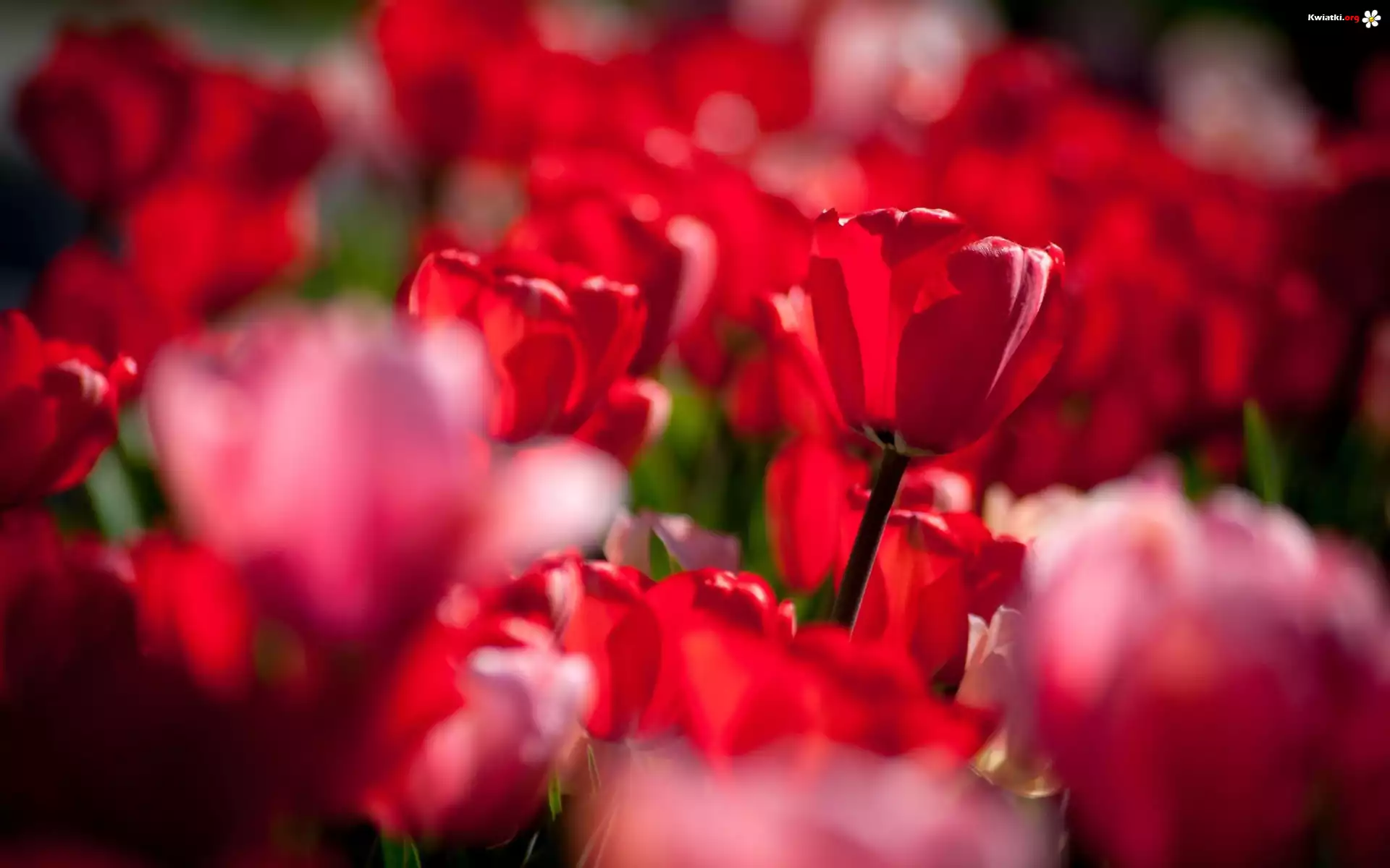 Czerwone, Tulipany, Rozmycie