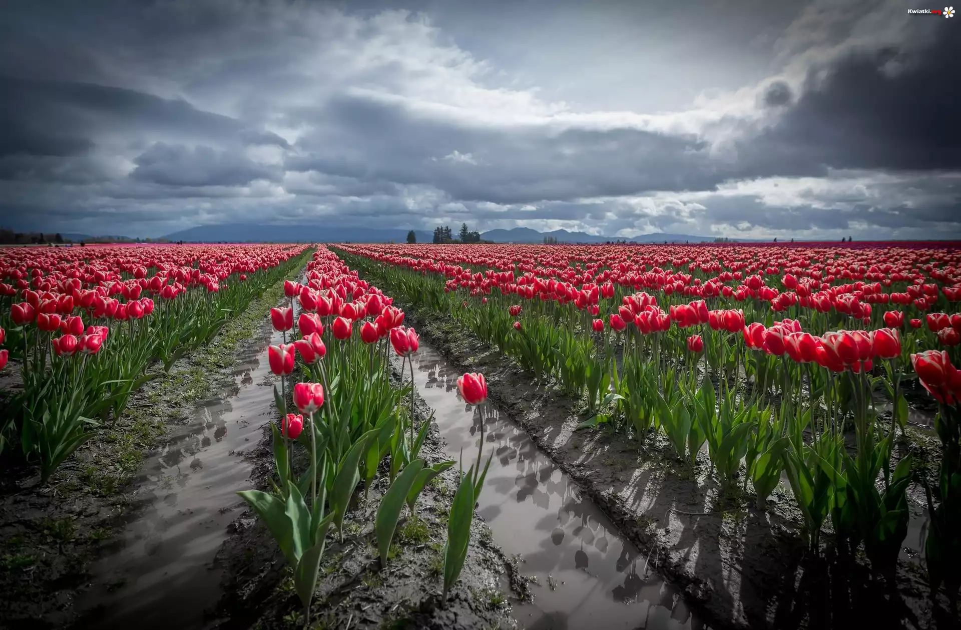 Czerwone, Tulipany, Uprawa
