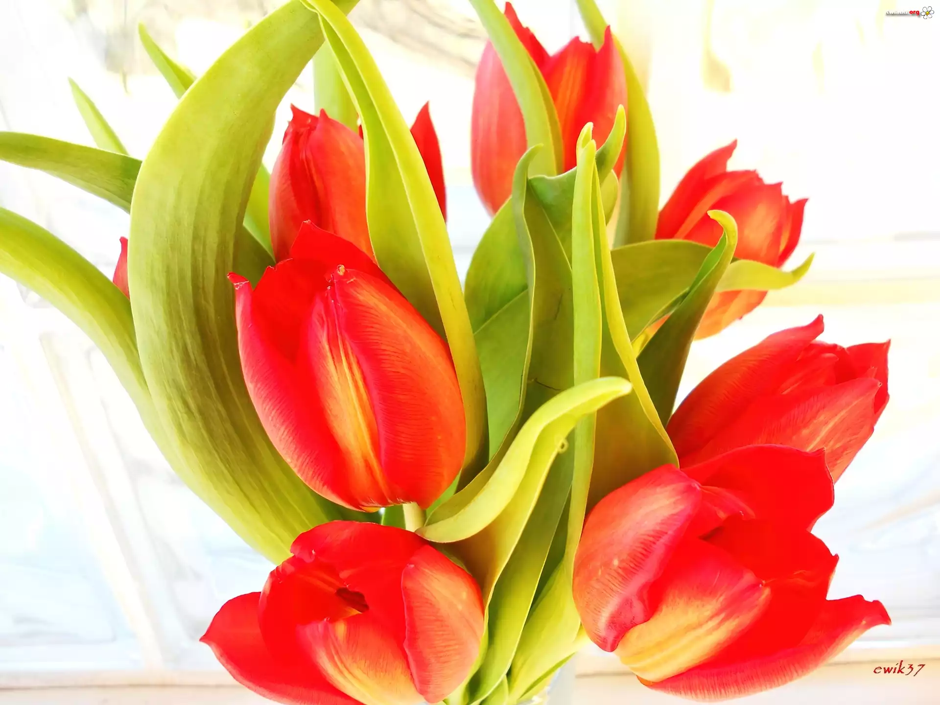 Czerwony, Tulipany, Bukiet