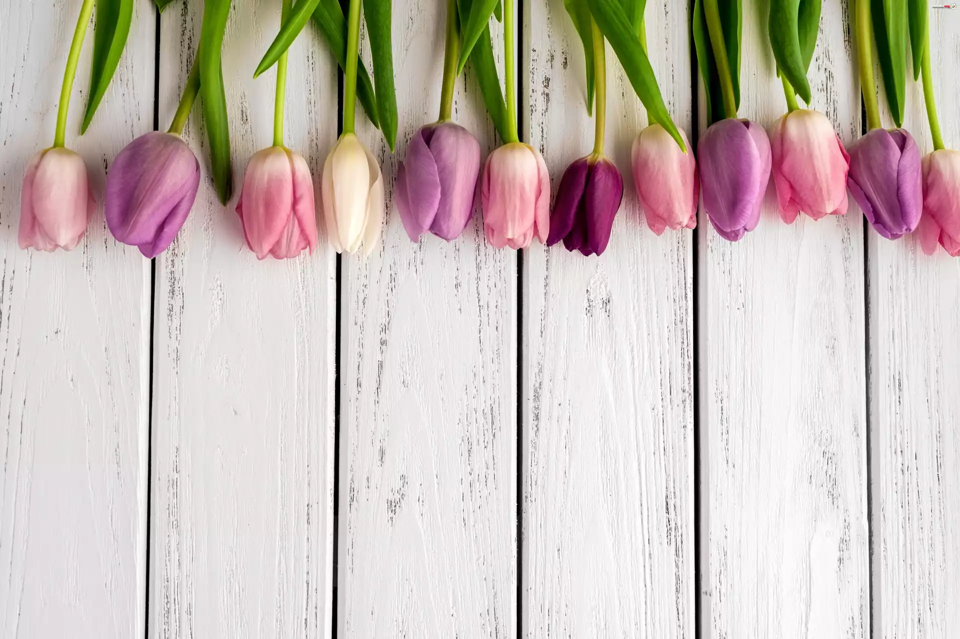 Tulipany, Deski