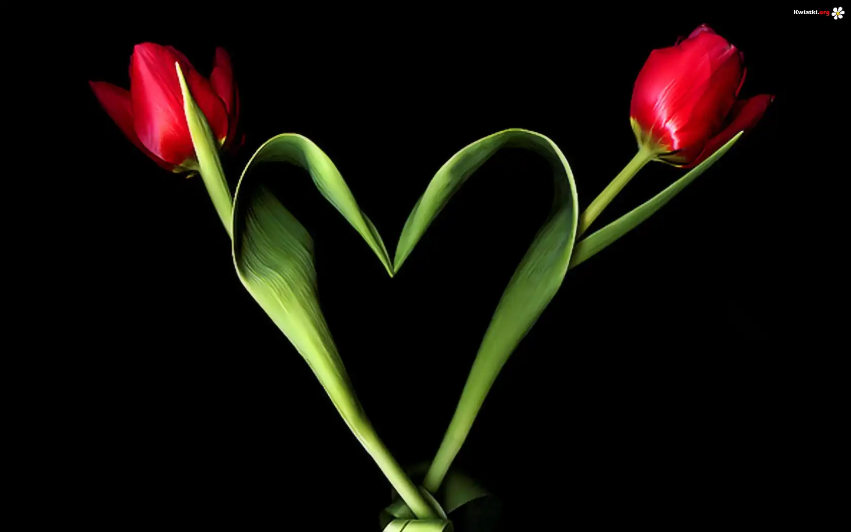 Dwa, Tulipany, Serce
