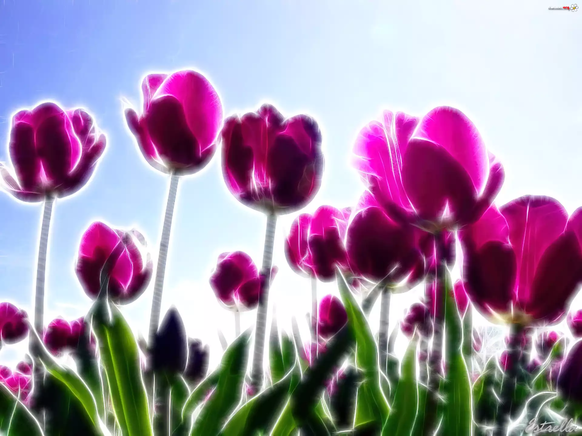 Fioletowe, Tulipany, Łąka