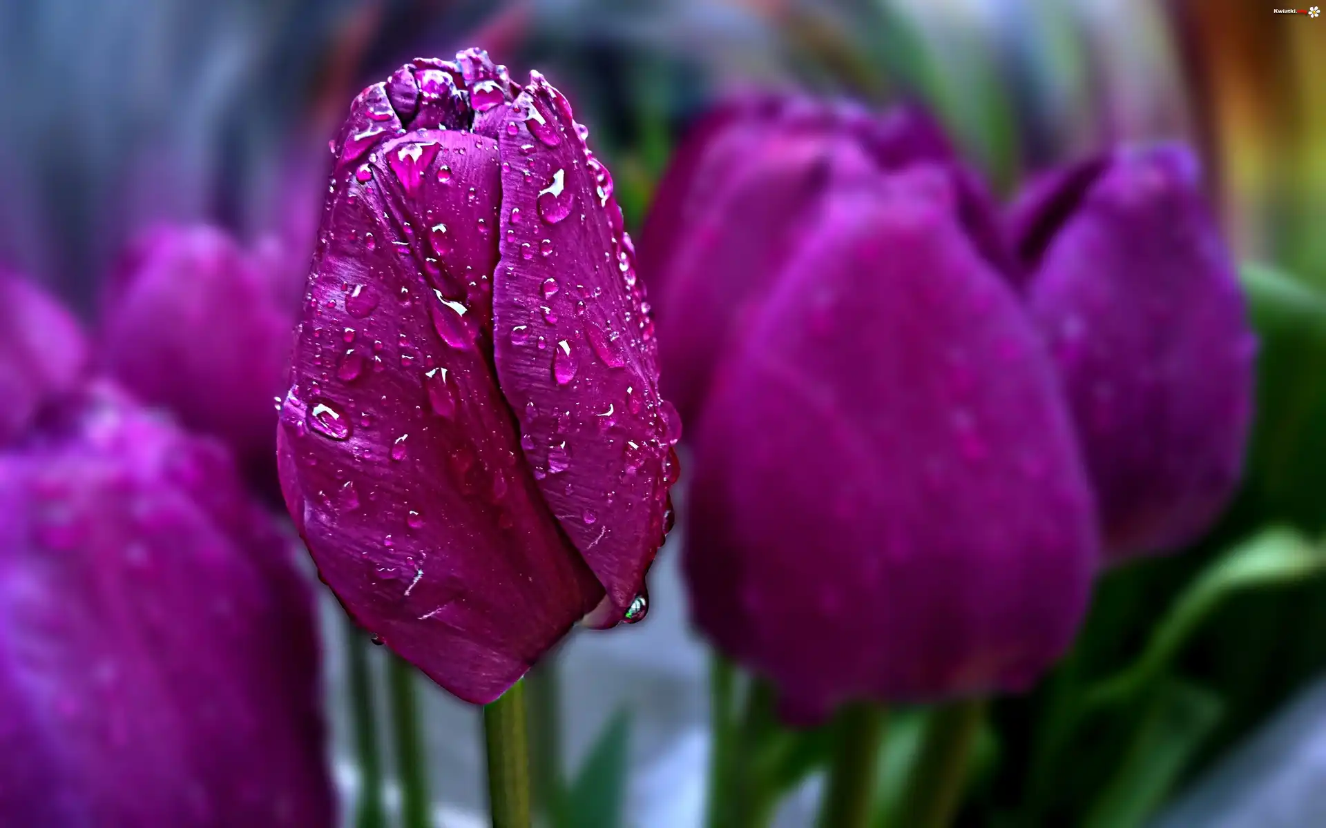 Fioletowe, Tulipany, Krople