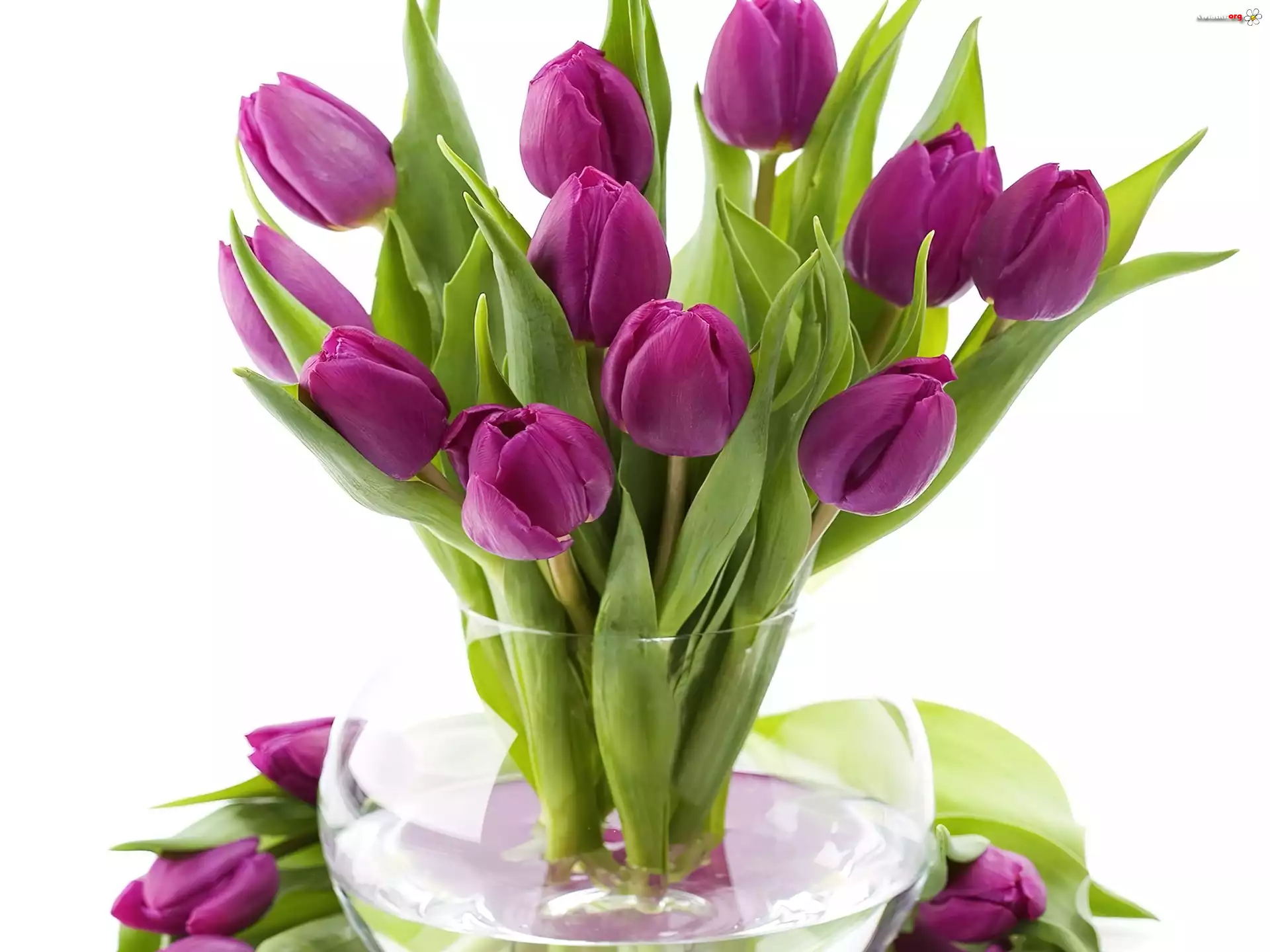 Fioletowe, Tulipany, Wazon