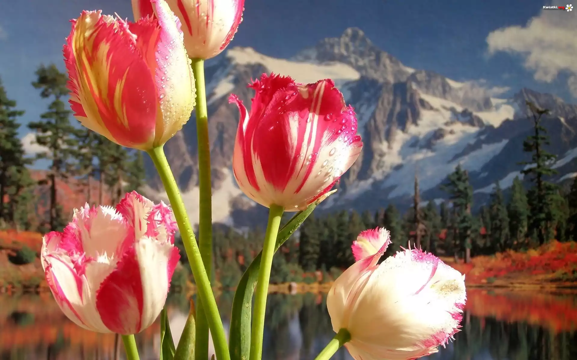 Tulipany, Góry