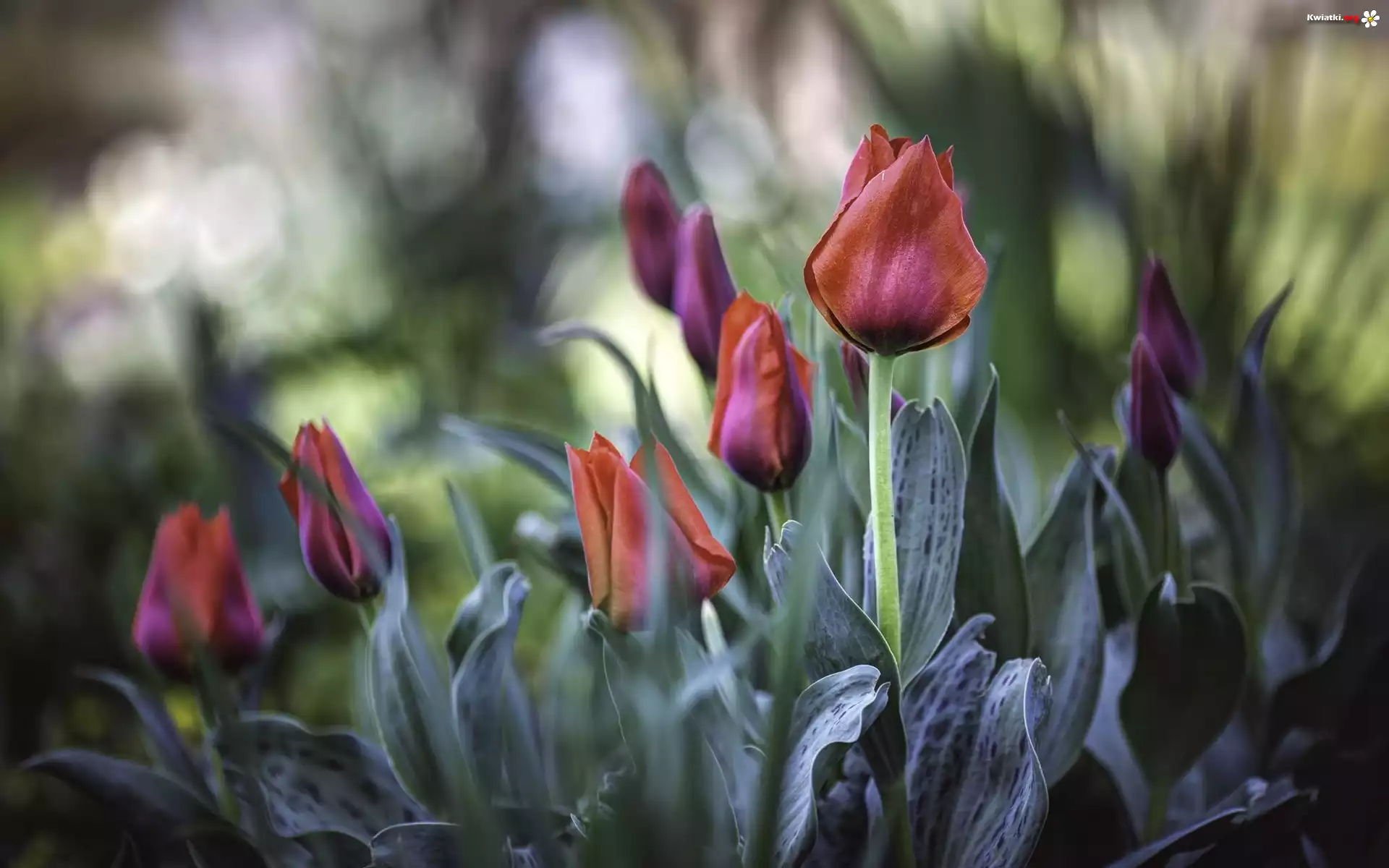 Herbaciane, Tulipany, Listki