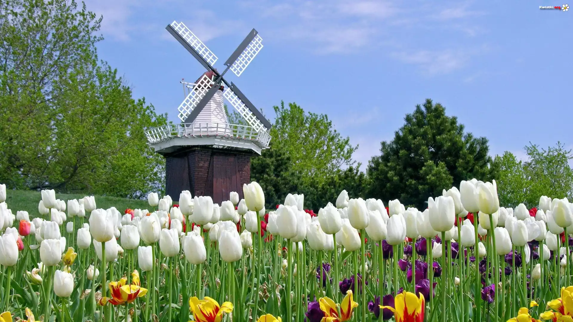Holenderskie, Tulipany, Wiatrak