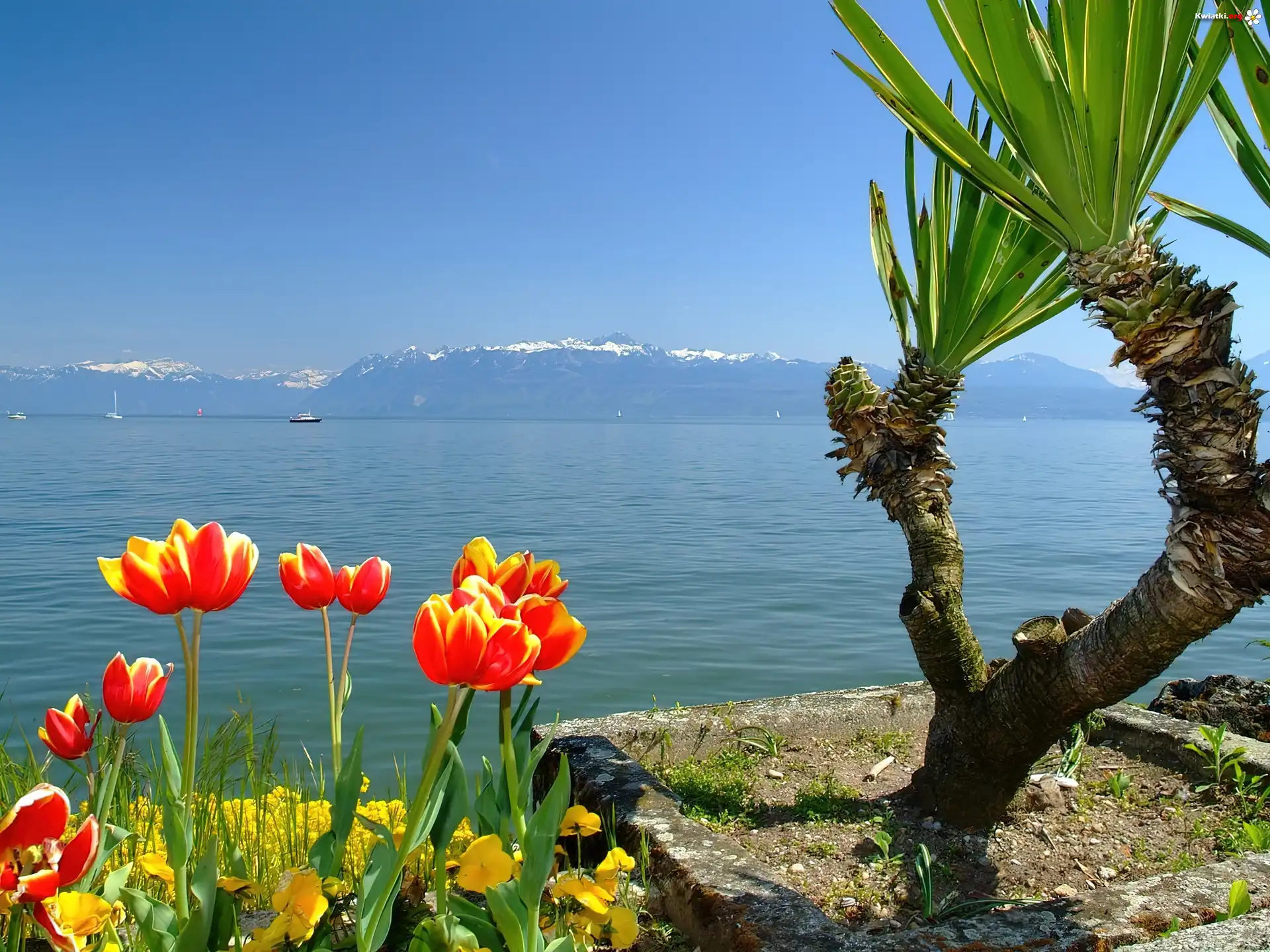 Jezioro, Tulipany, Palma