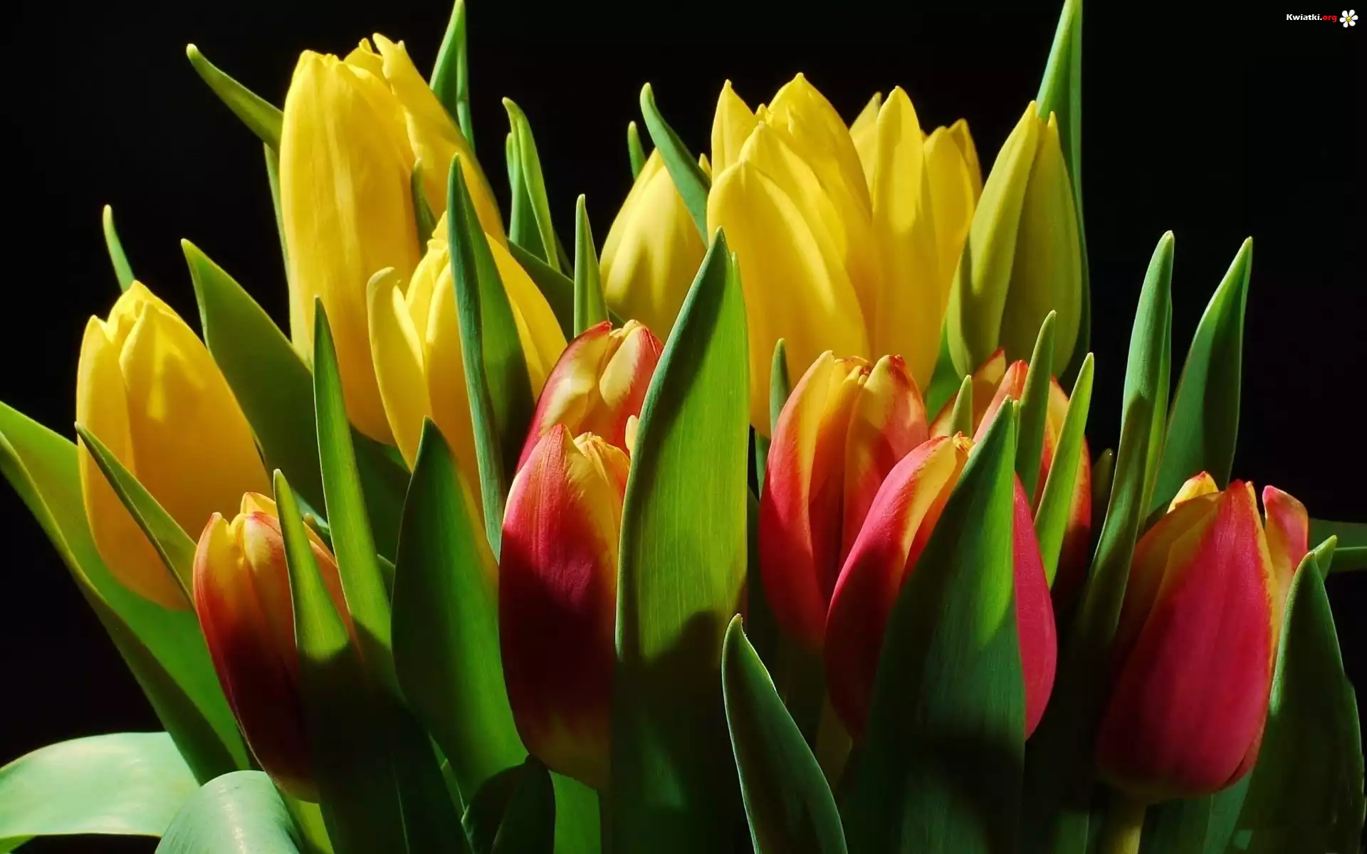 Kolorowe, Tulipany, Bukiet