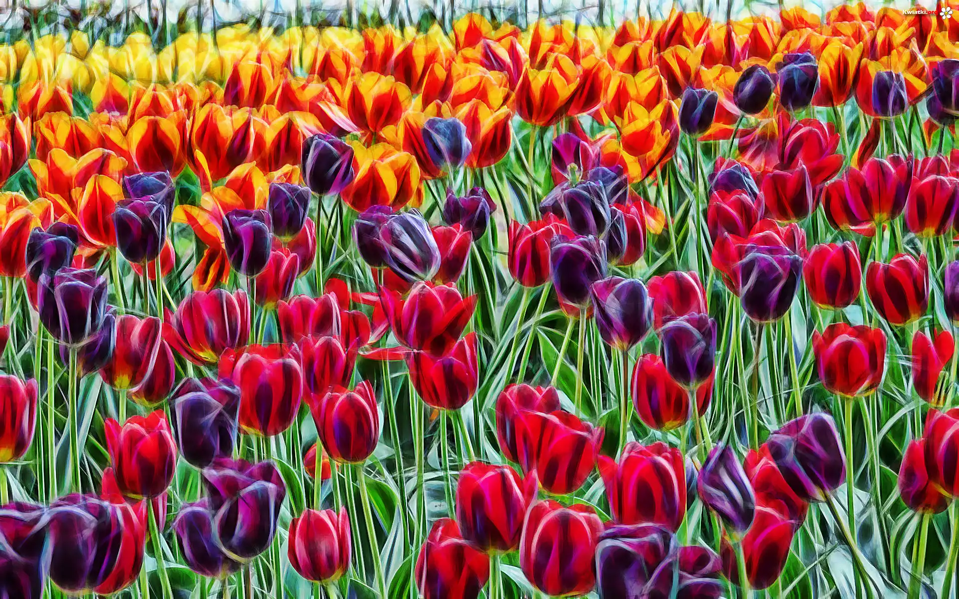 Kolorowe, Tulipany, Fractalius