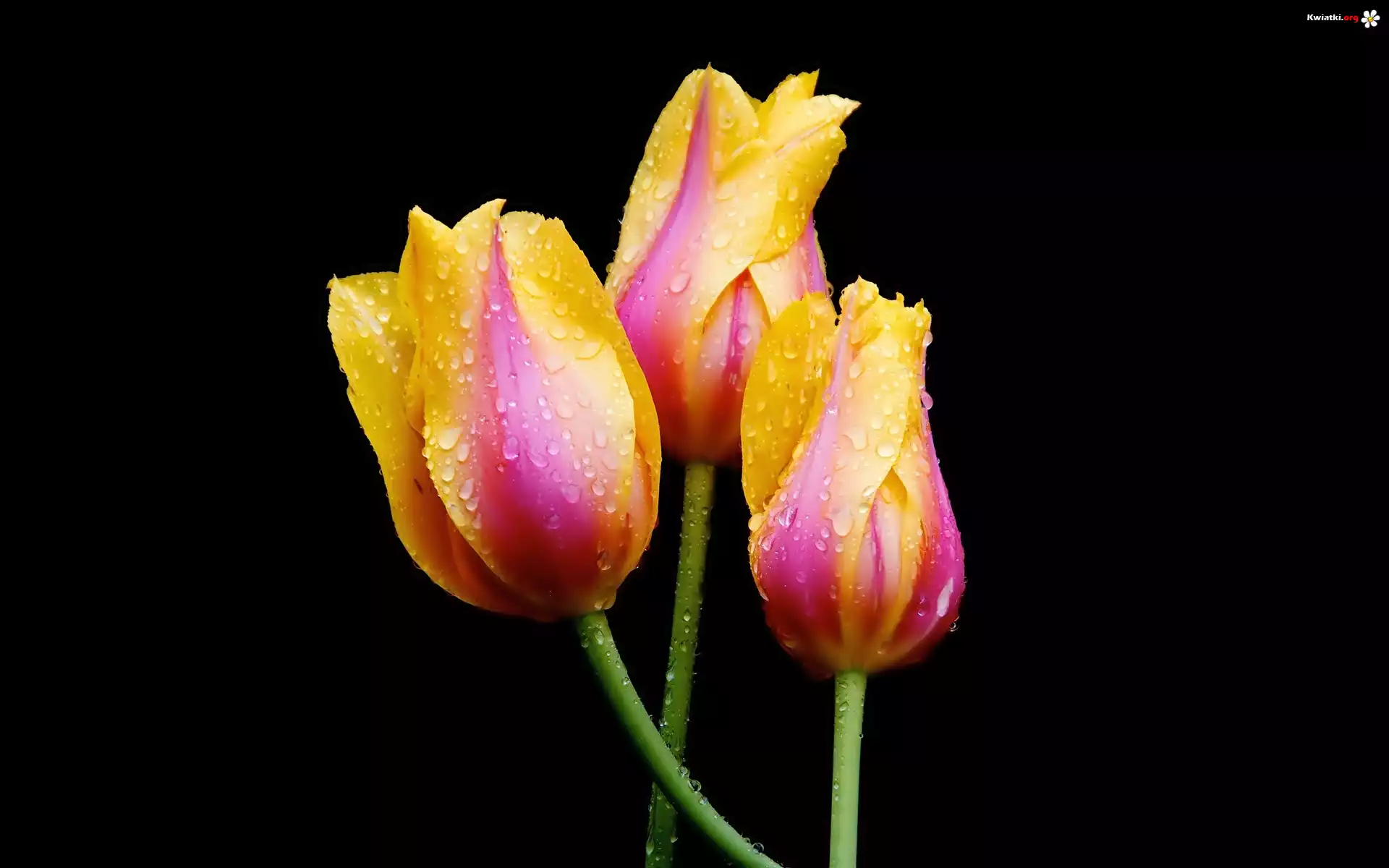Kolorowe, Tulipany, Krople