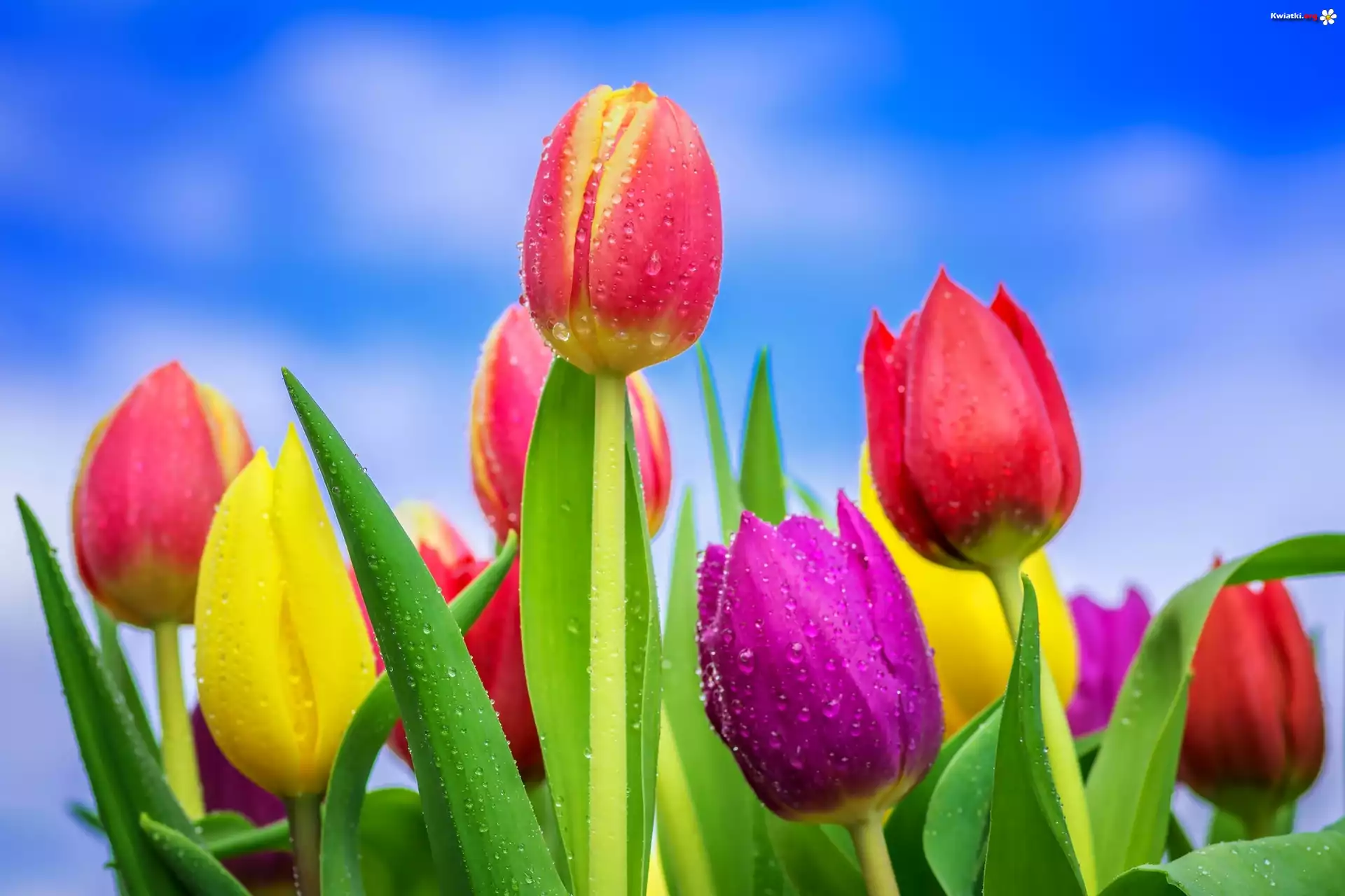 Kolorowe, Tulipany, Krople