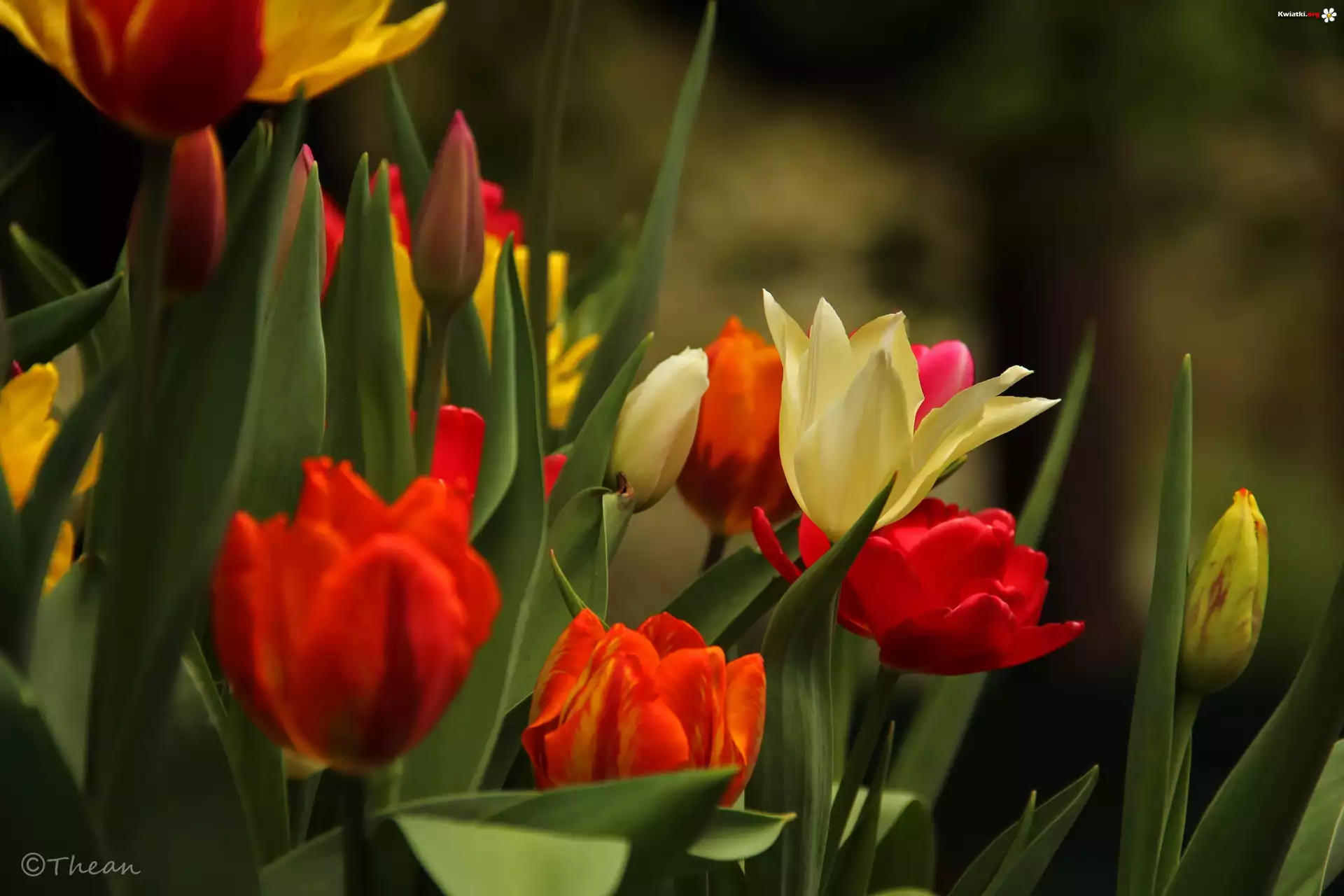 Kolorowe, Tulipany, Kwiaty