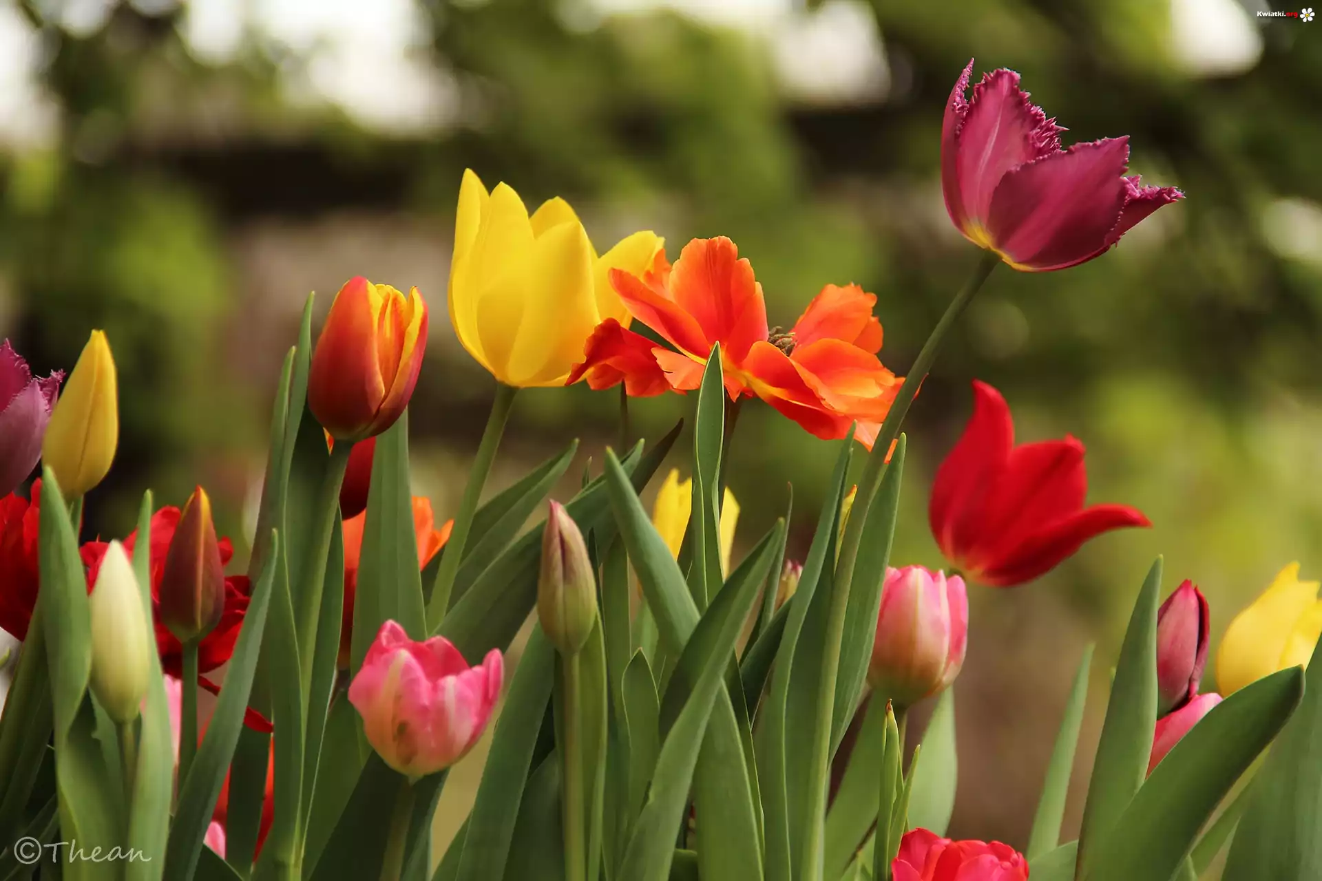 Kolorowe, Tulipany, Kwiaty