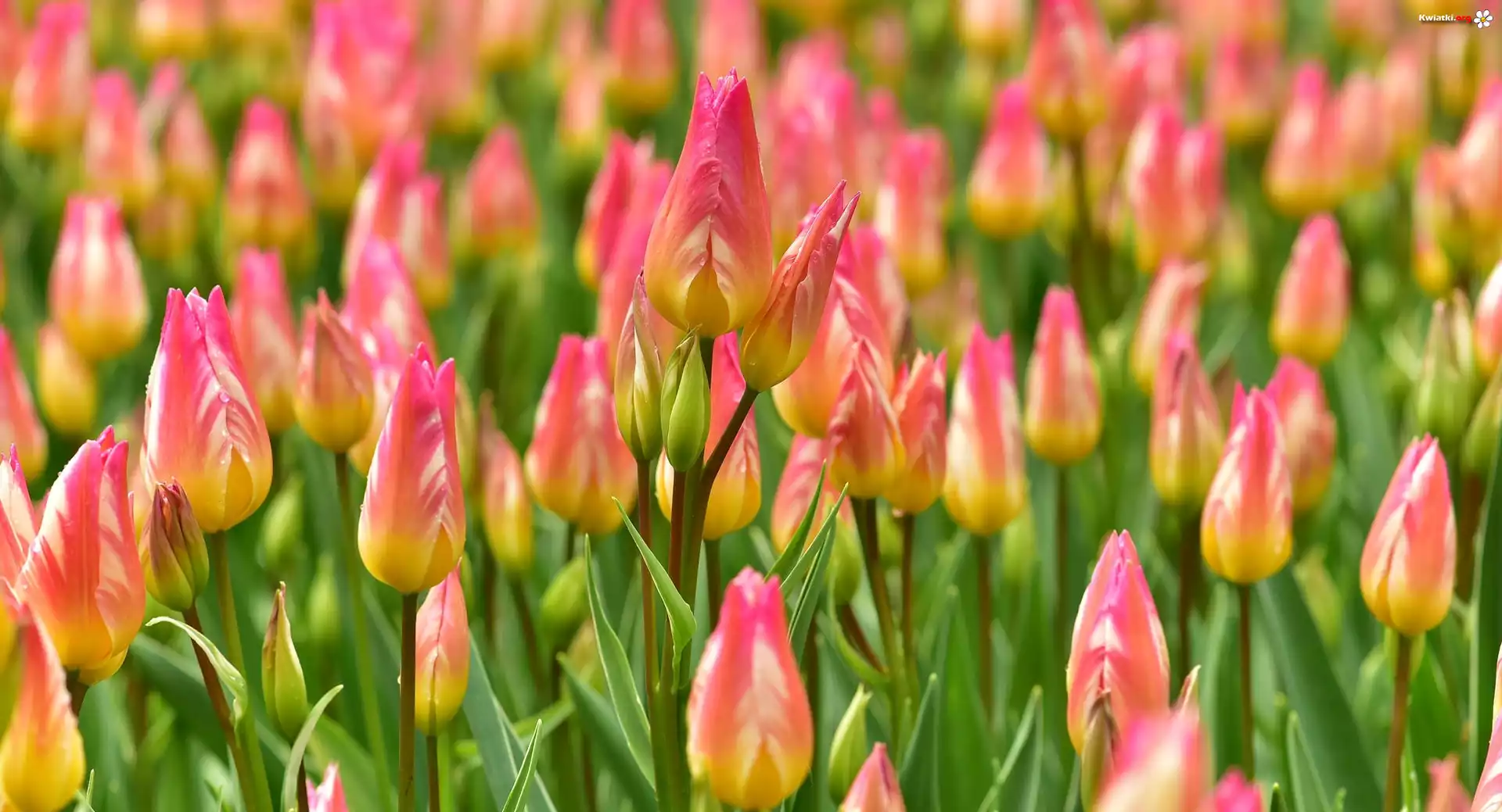 Kolorowe, Tulipany, Pąki