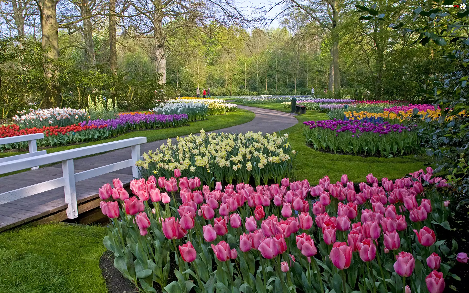 Kolorowe, Tulipany, Żonkile, Drzewa, Krzewy, Mostek, Park
